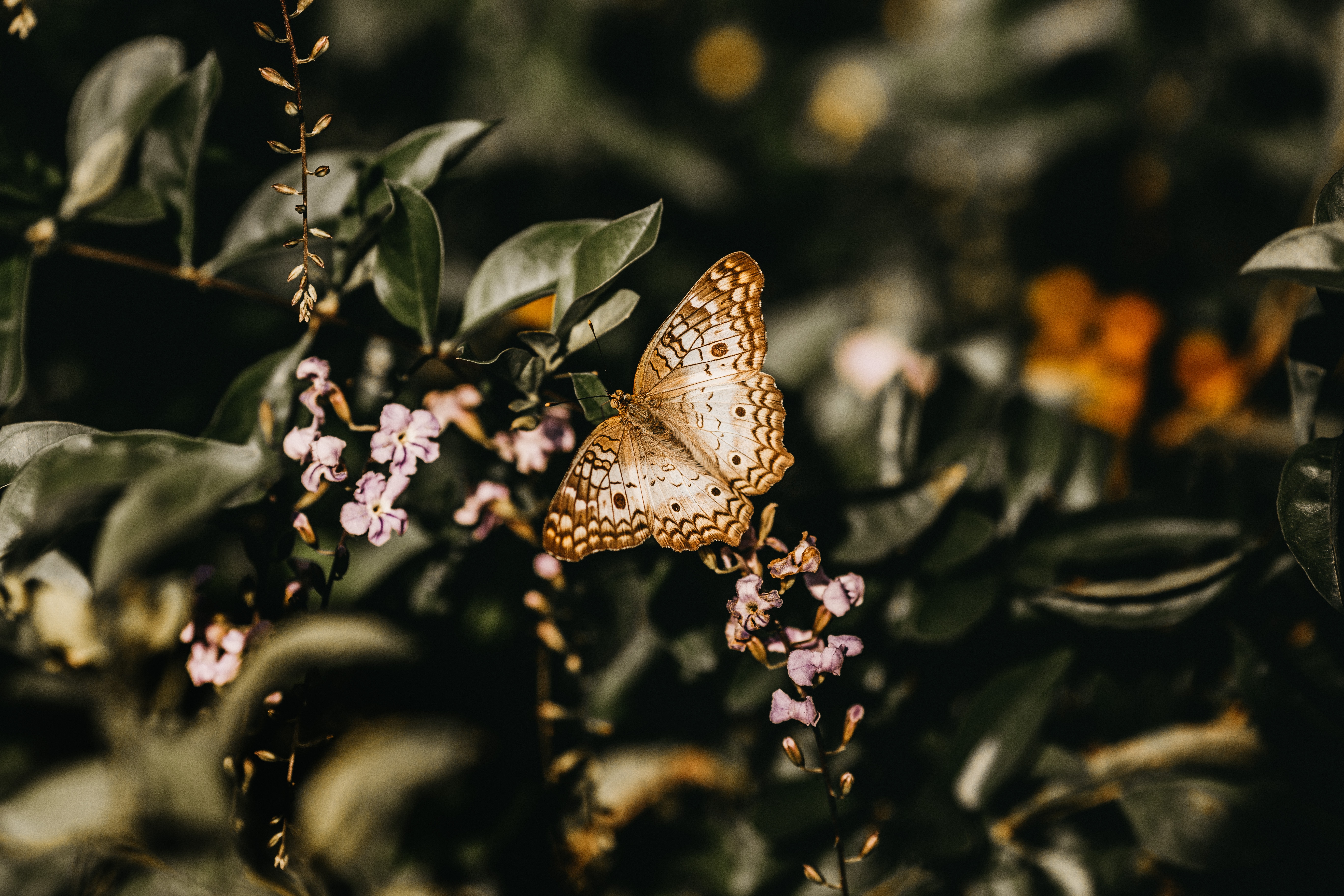 flowers, macro, close-up, branch, butterfly Aesthetic wallpaper