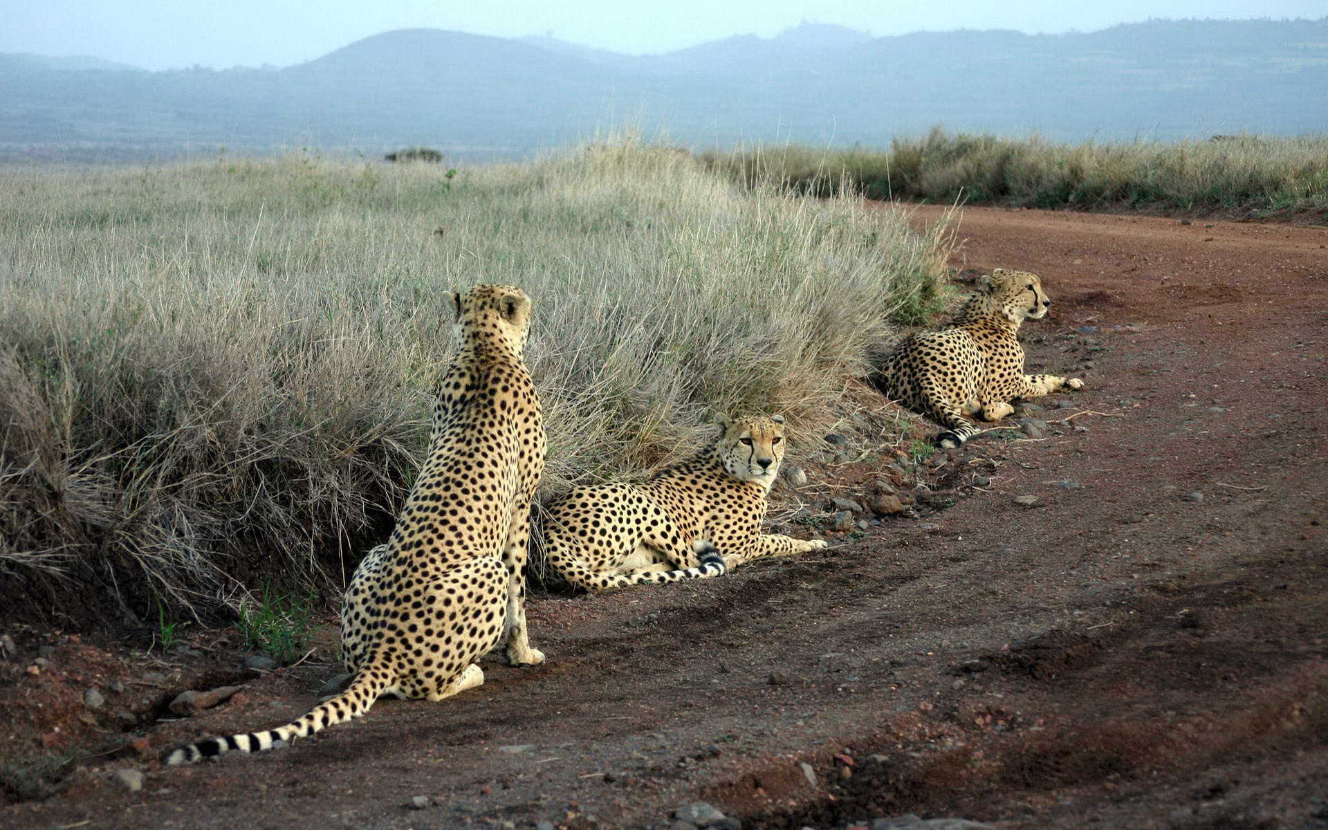 9798 Bild herunterladen tiere, geparden - Hintergrundbilder und Bildschirmschoner kostenlos