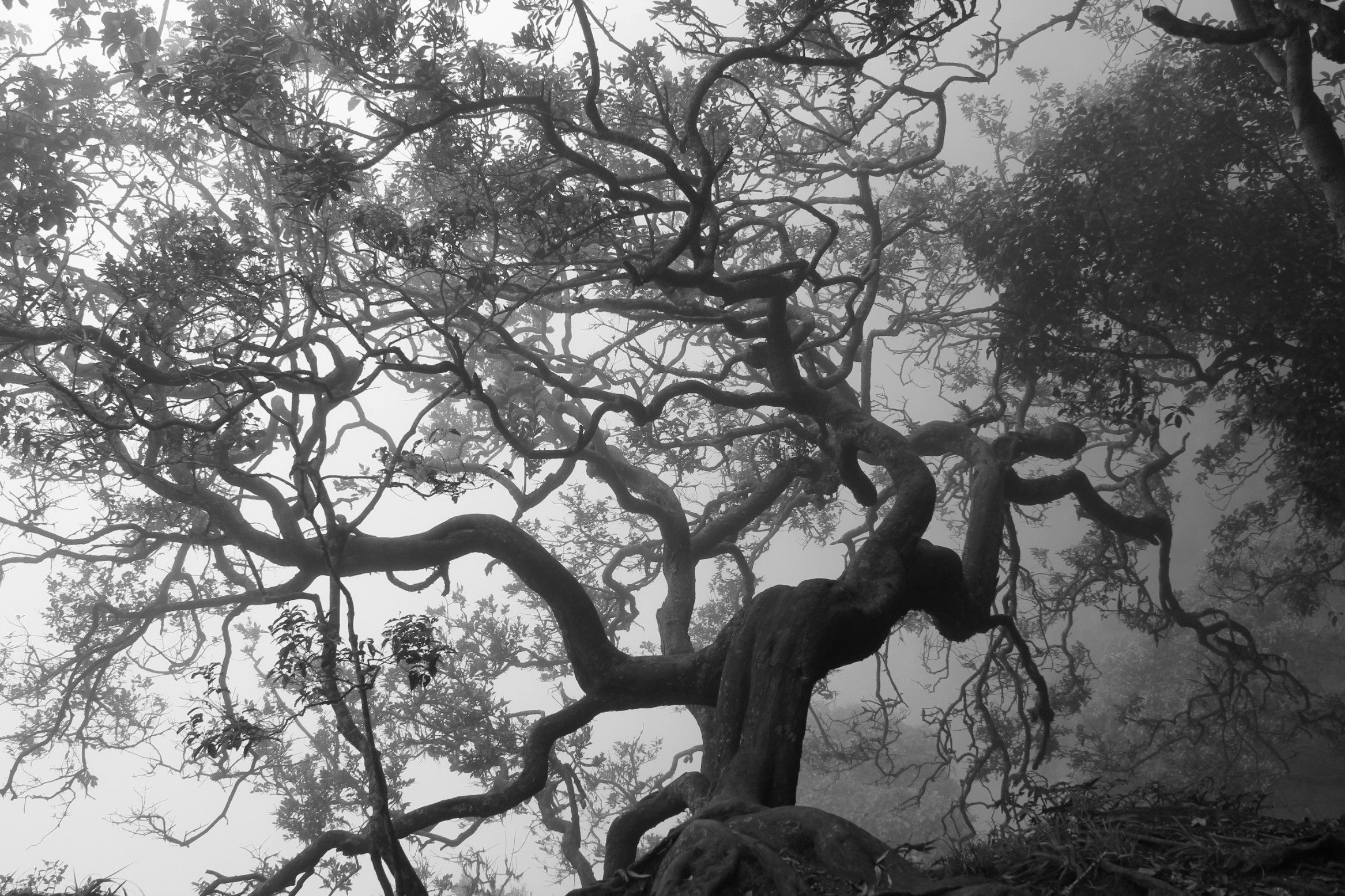 Анчар дерево смерти