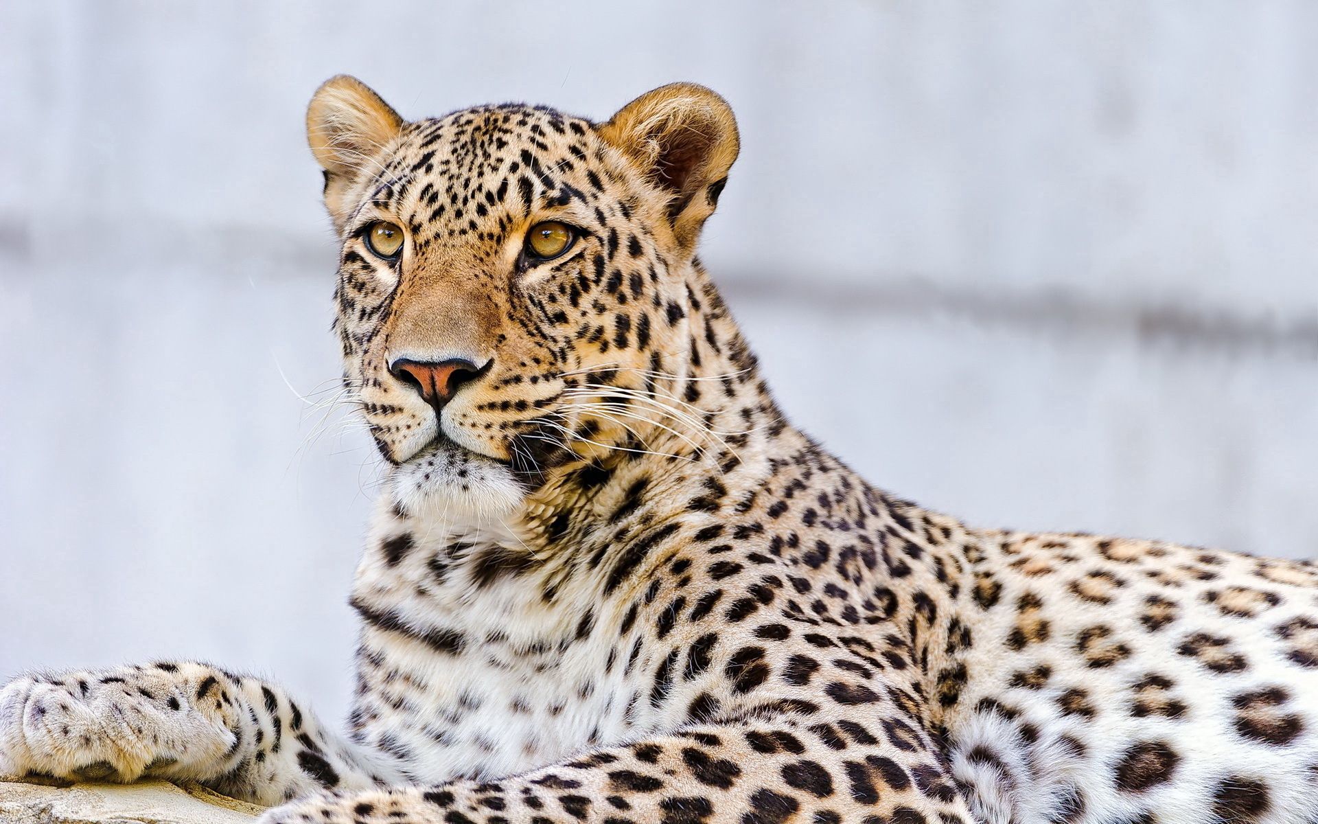 leopard, animals, to lie down, lie, muzzle, predator