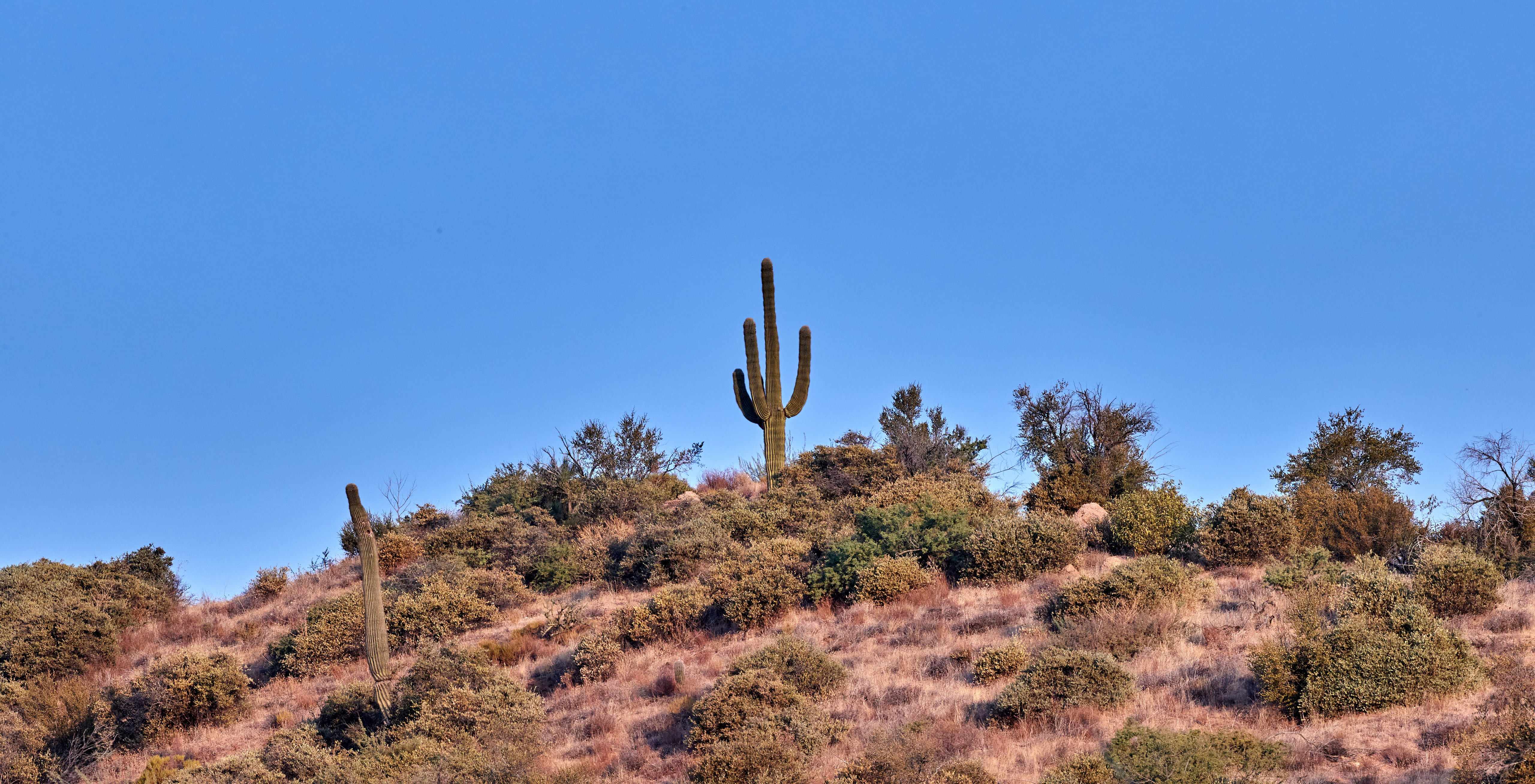 149127 économiseurs d'écran et fonds d'écran Cactus sur votre téléphone. Téléchargez sky, nature, prairie, buissons images gratuitement
