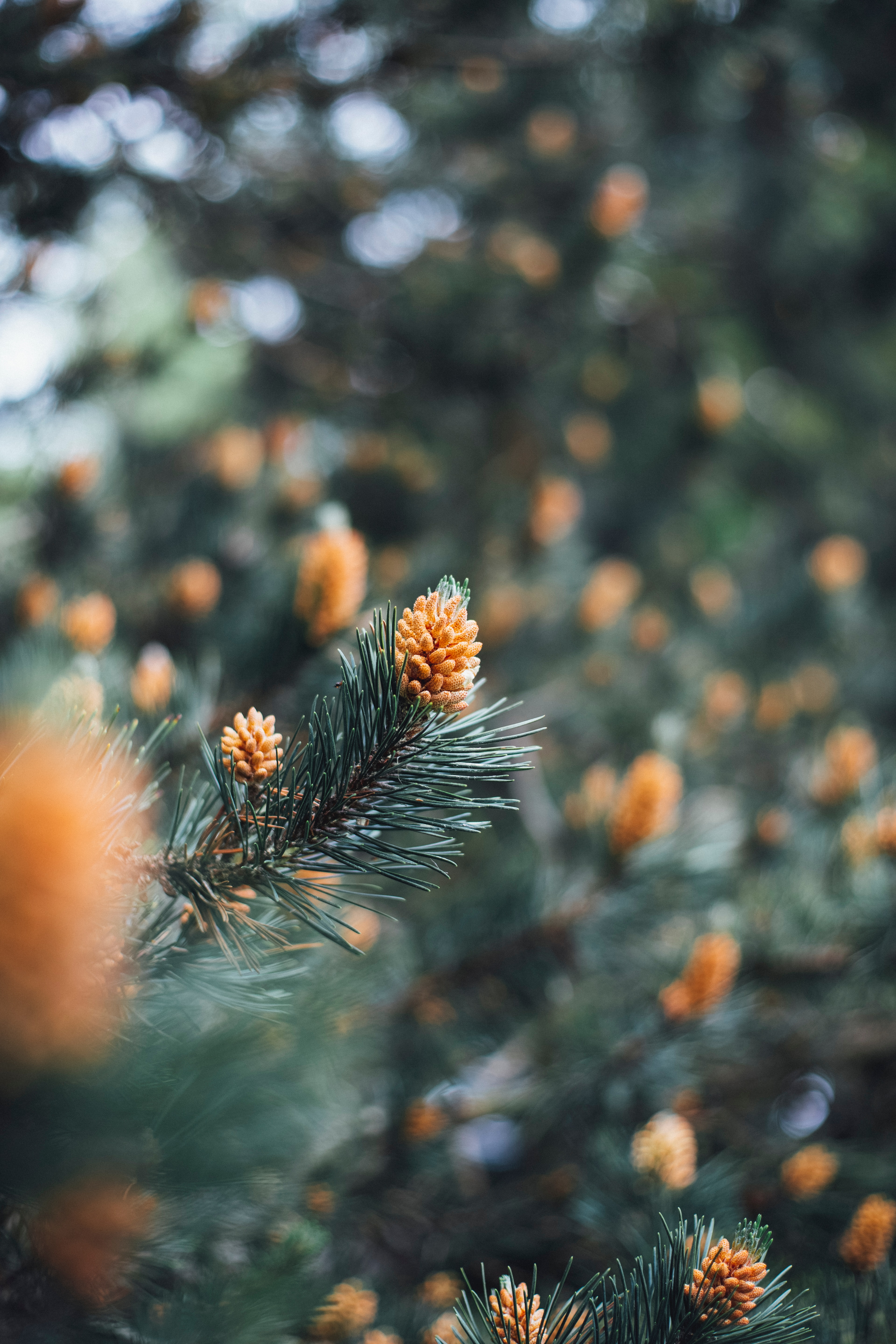 cones, macro, branch, spruce, fir, needles phone background
