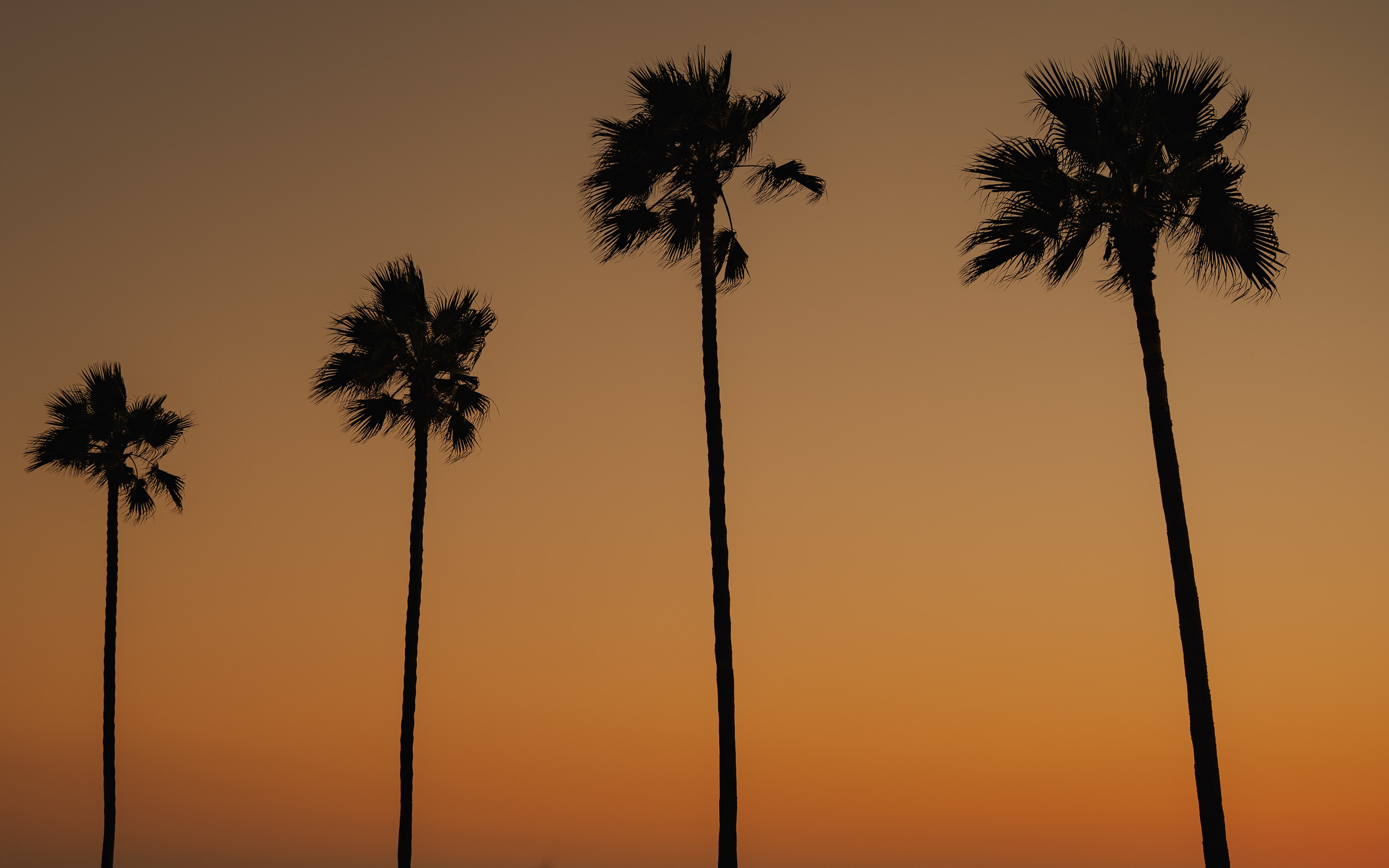 palms, dusk, silhouettes, trees Widescreen Wallpaper