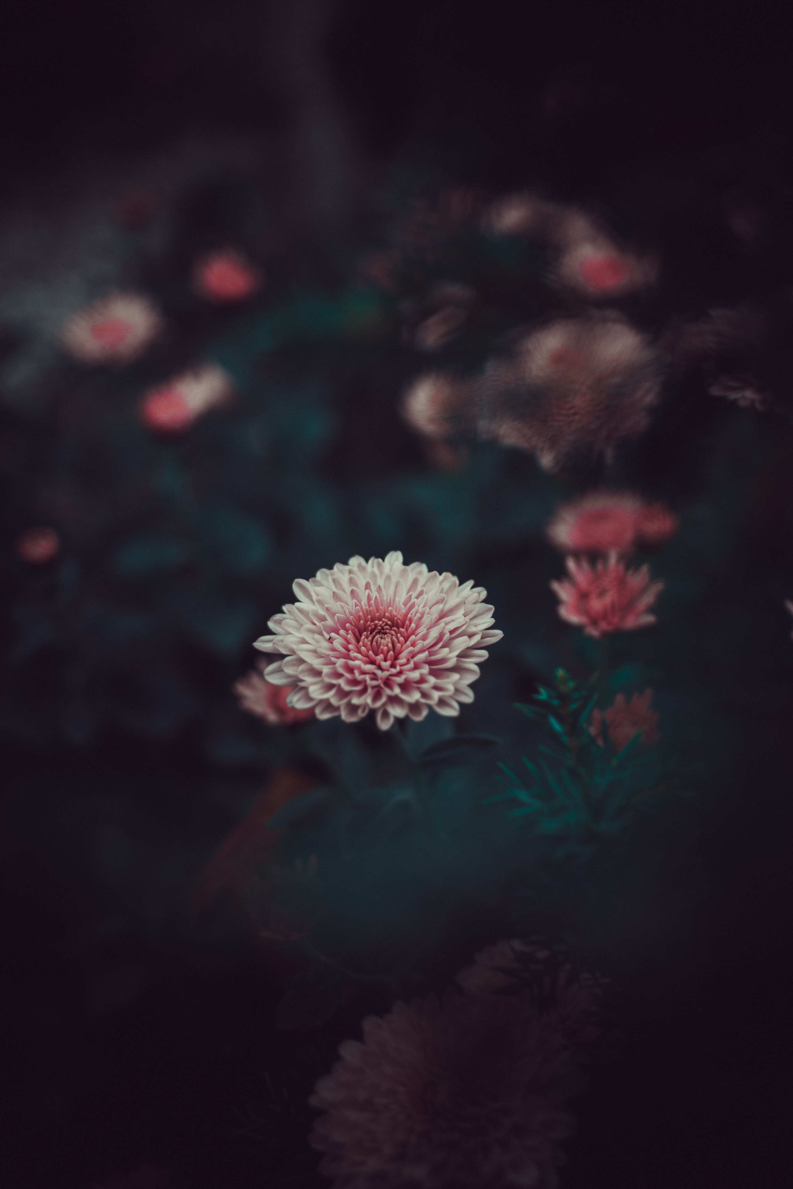 pink, bud, dahlia, smooth, flower, flowers, petals, blur phone wallpaper