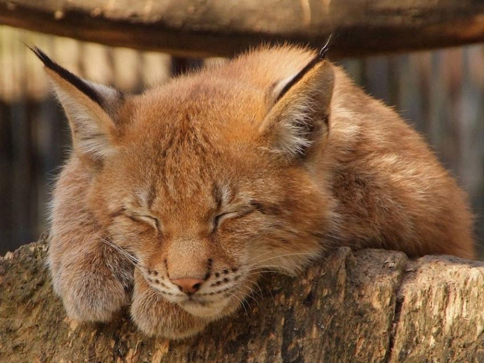 140576 Screensavers and Wallpapers Wild Cat for phone. Download animals, relaxation, rest, sleep, dream, wild cat, wildcat, caracal pictures for free
