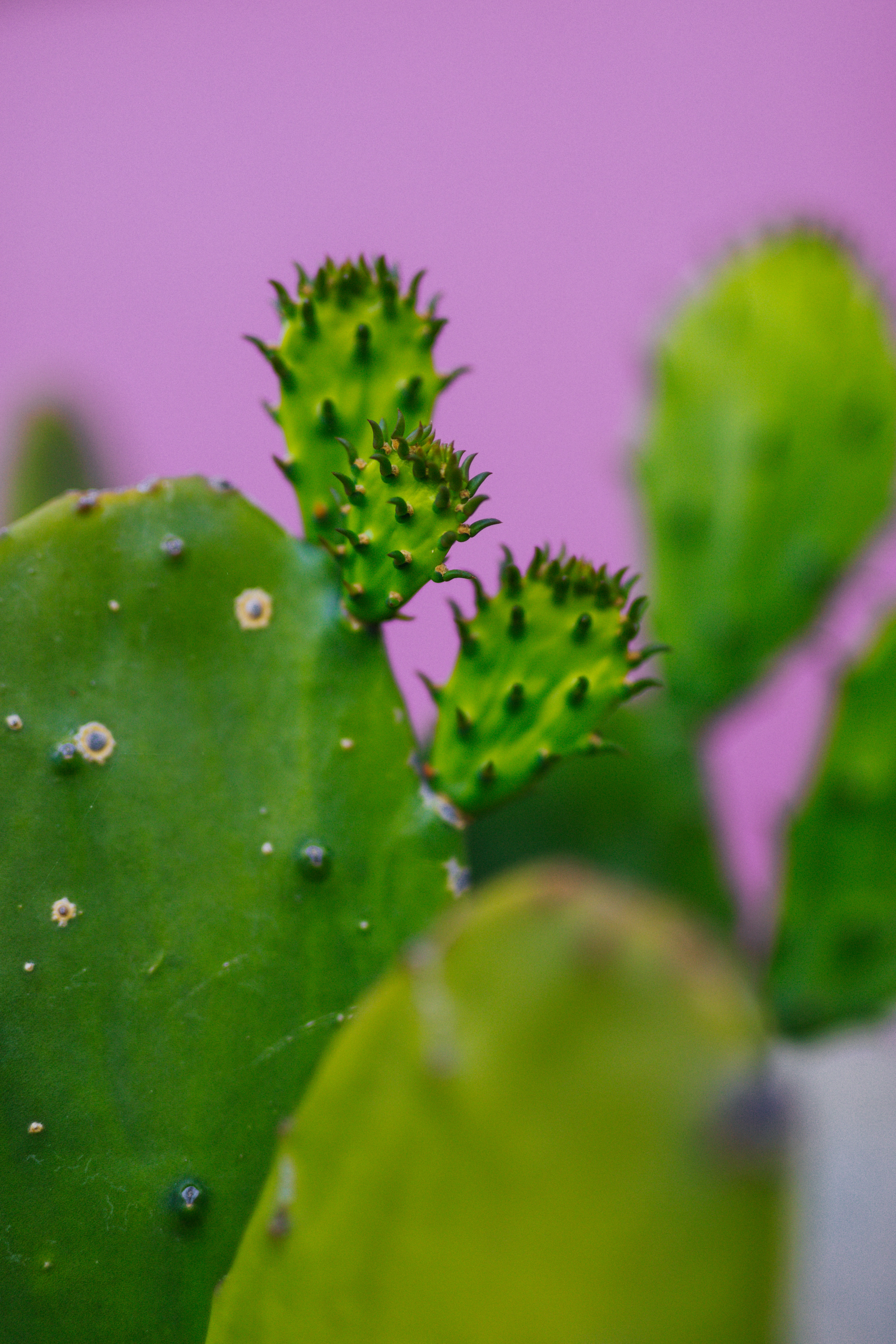 52589 télécharger le fond d'écran cactus, vert, plante, planter, macro - économiseurs d'écran et images gratuitement