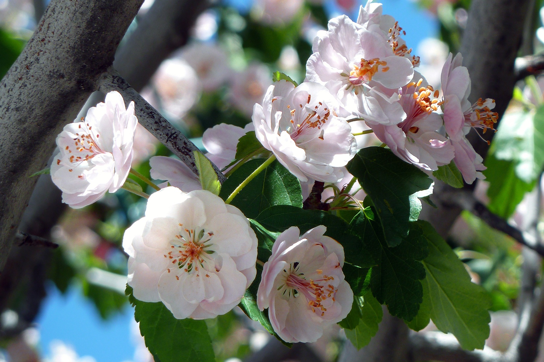 51408 download wallpaper flowers, cherry, wood, tree, bloom, flowering, branch screensavers and pictures for free