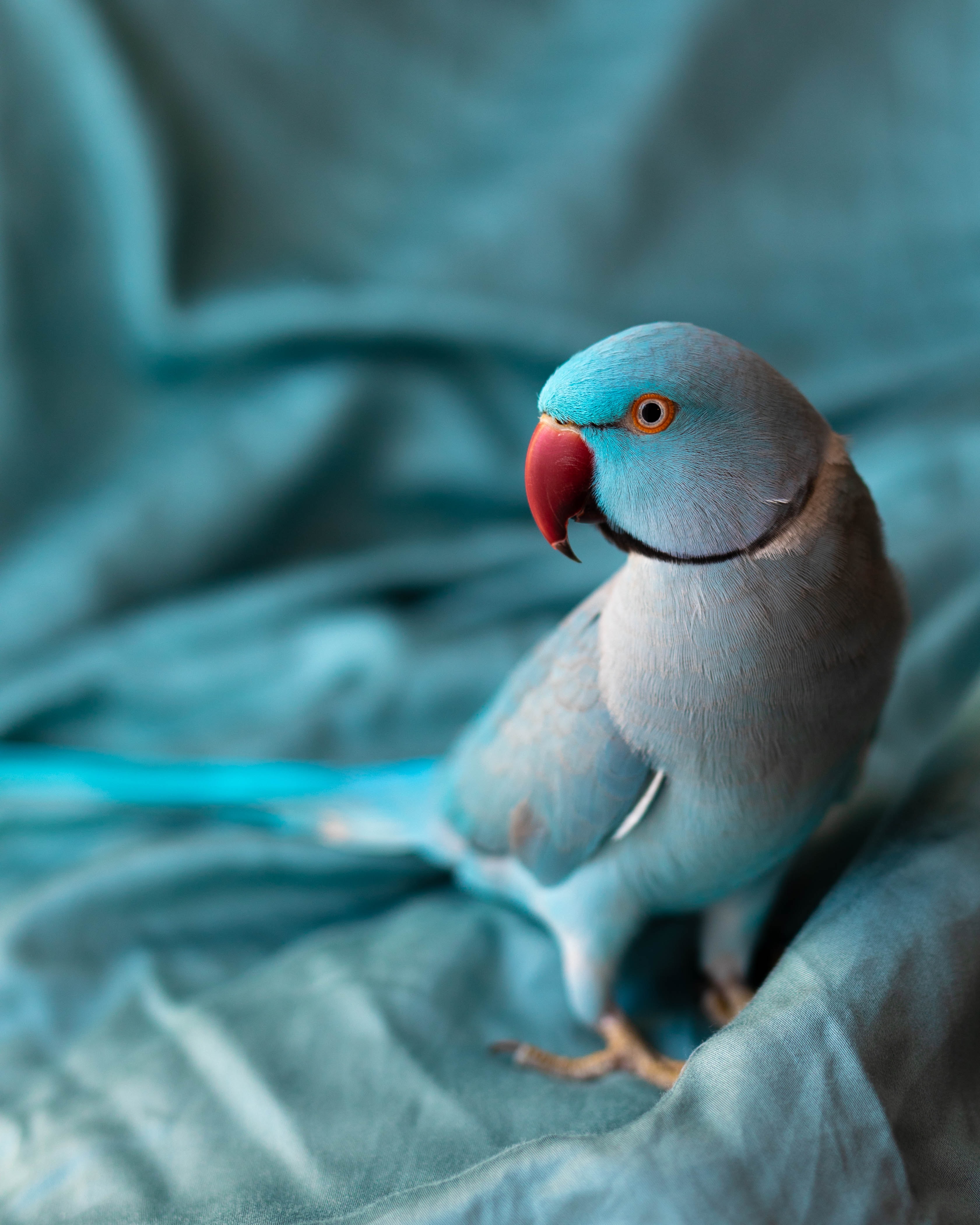 Die besten Indischer Papagei-Hintergründe für den Telefonbildschirm