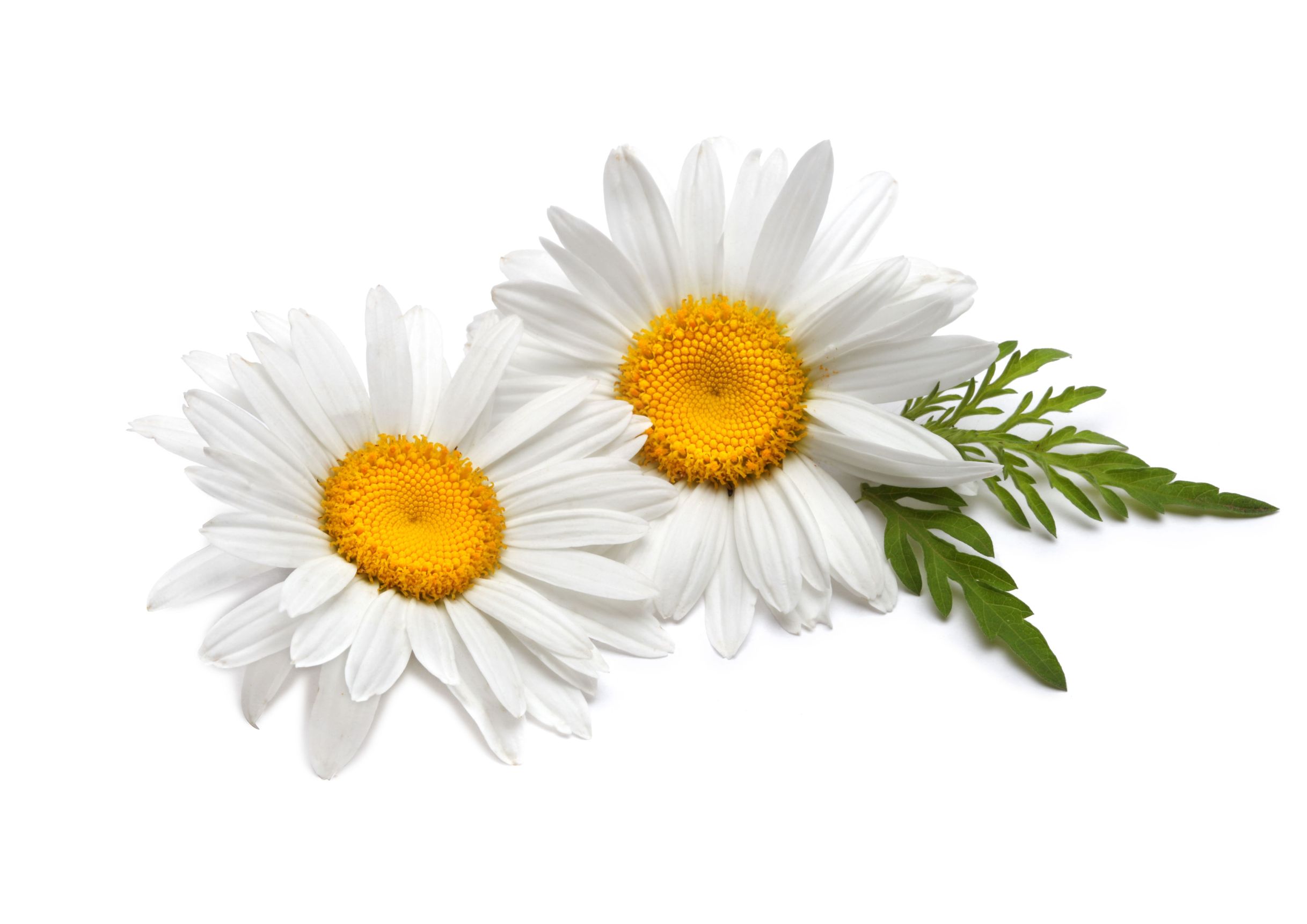 android chamomile, leaf, daisy, flowers, white flower, earth