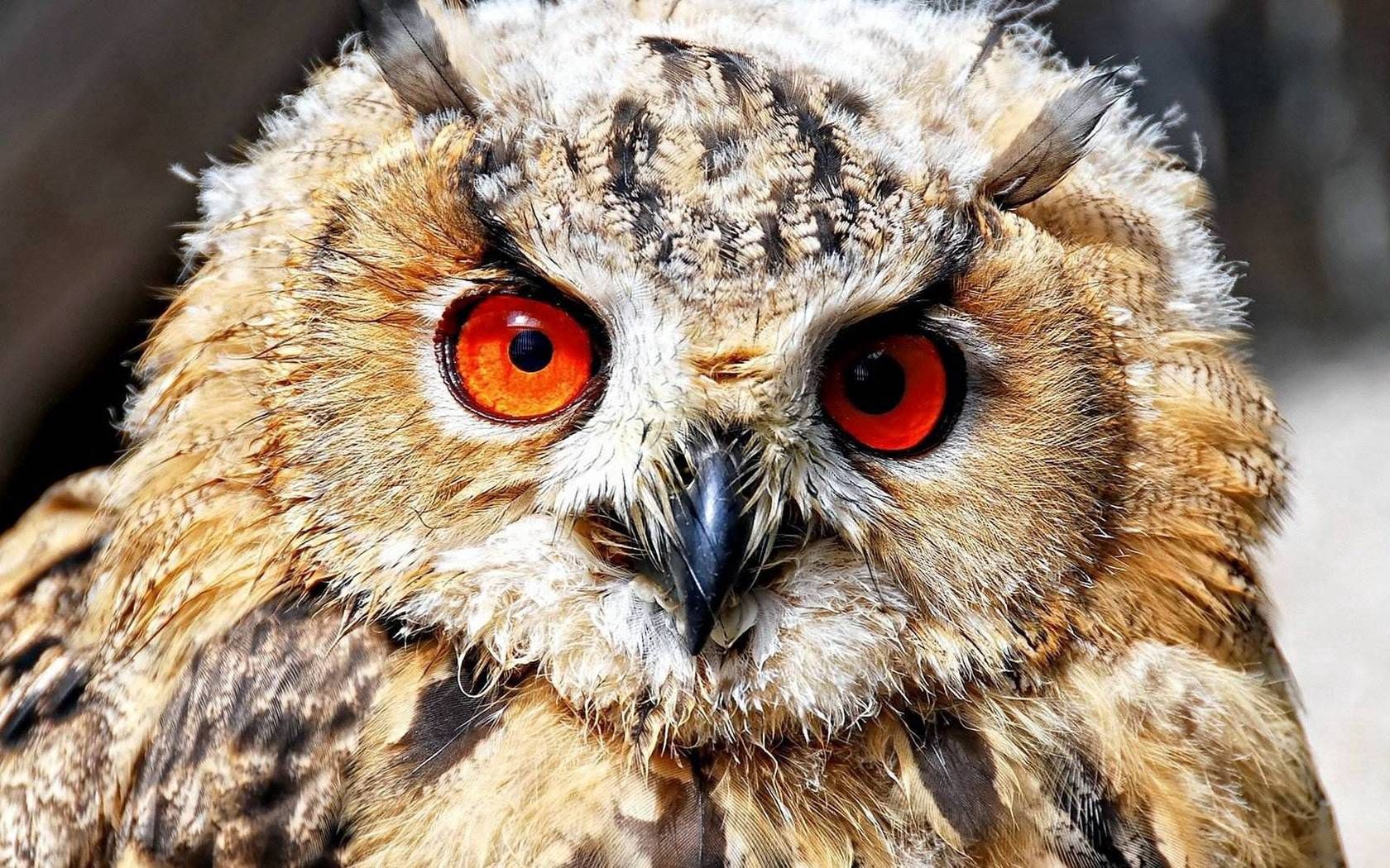 eyes, animals, predator, bird 3d Wallpaper