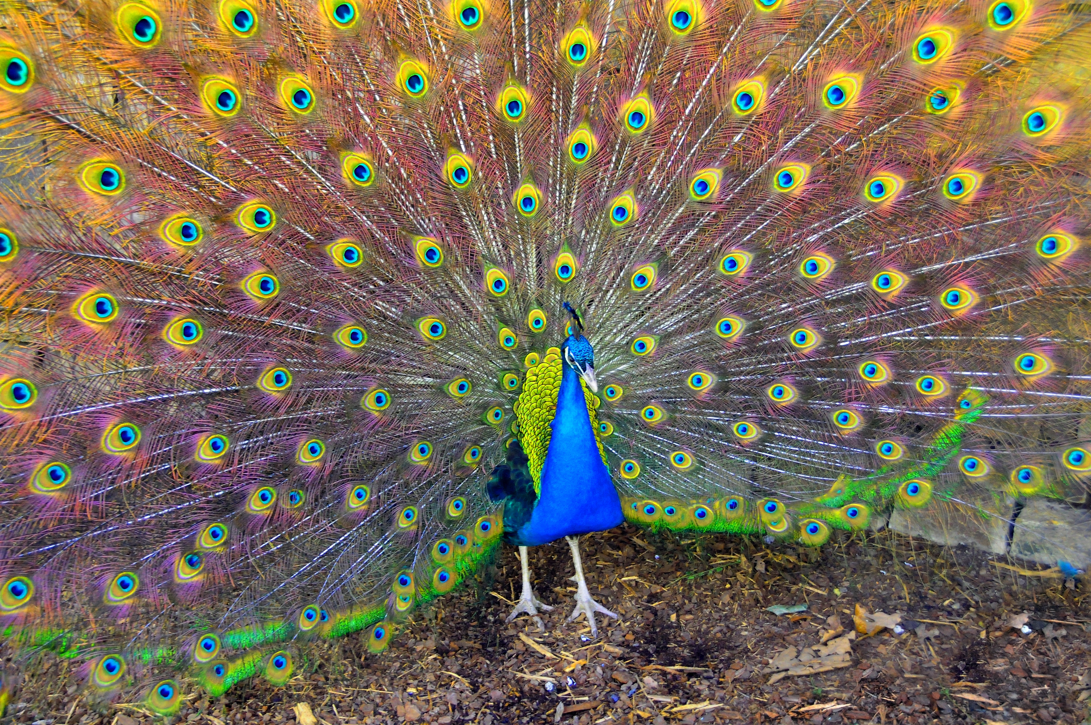 iPhone background beauty, peacock, animals