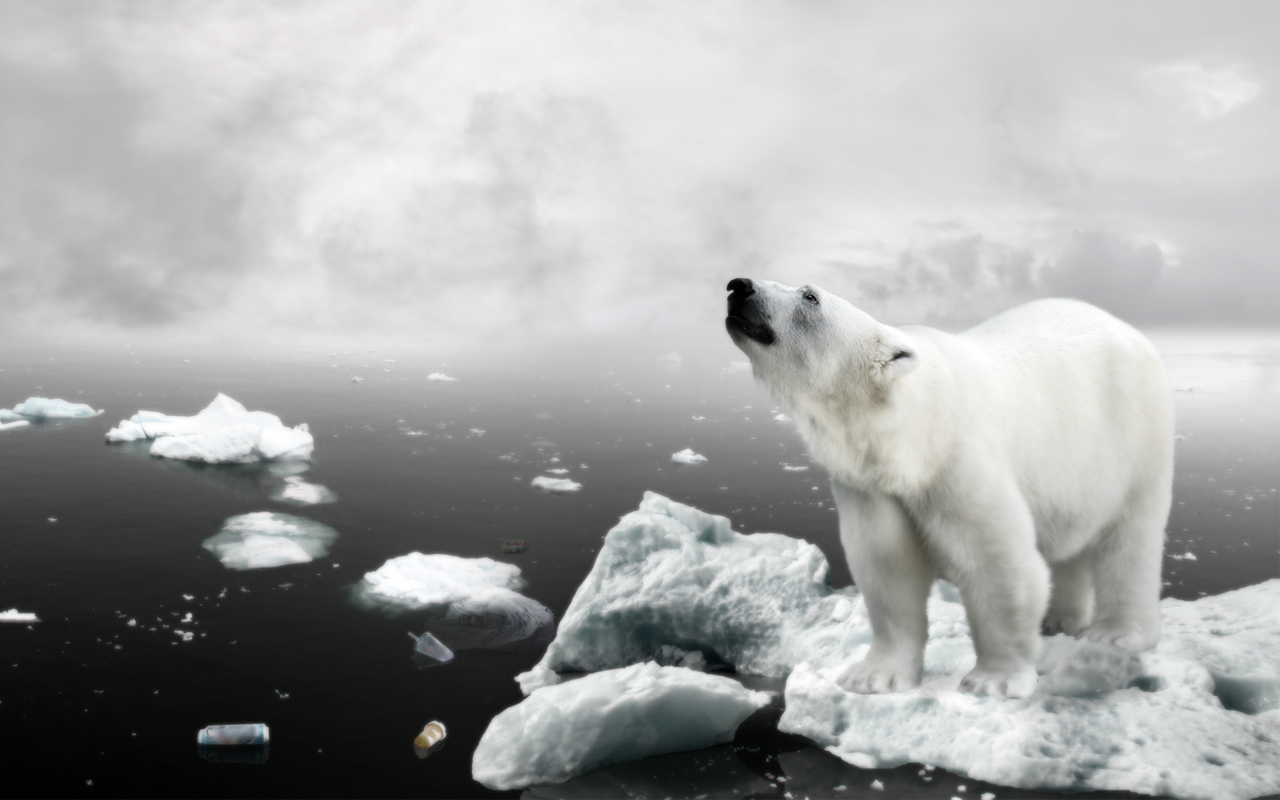 Polar Bear  8k Backgrounds