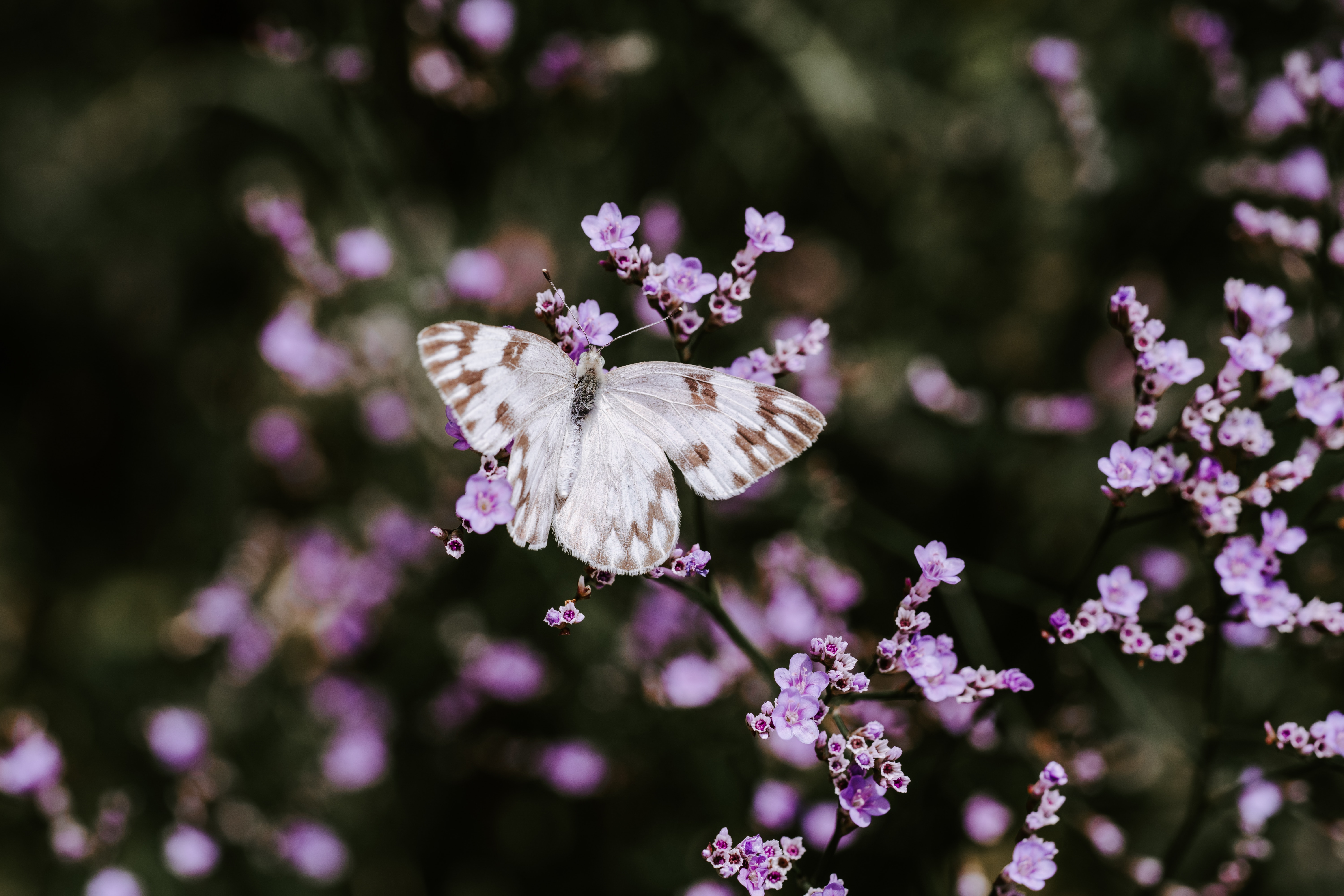 114762 download wallpaper bloom, flowers, macro, flowering, insect, butterfly screensavers and pictures for free