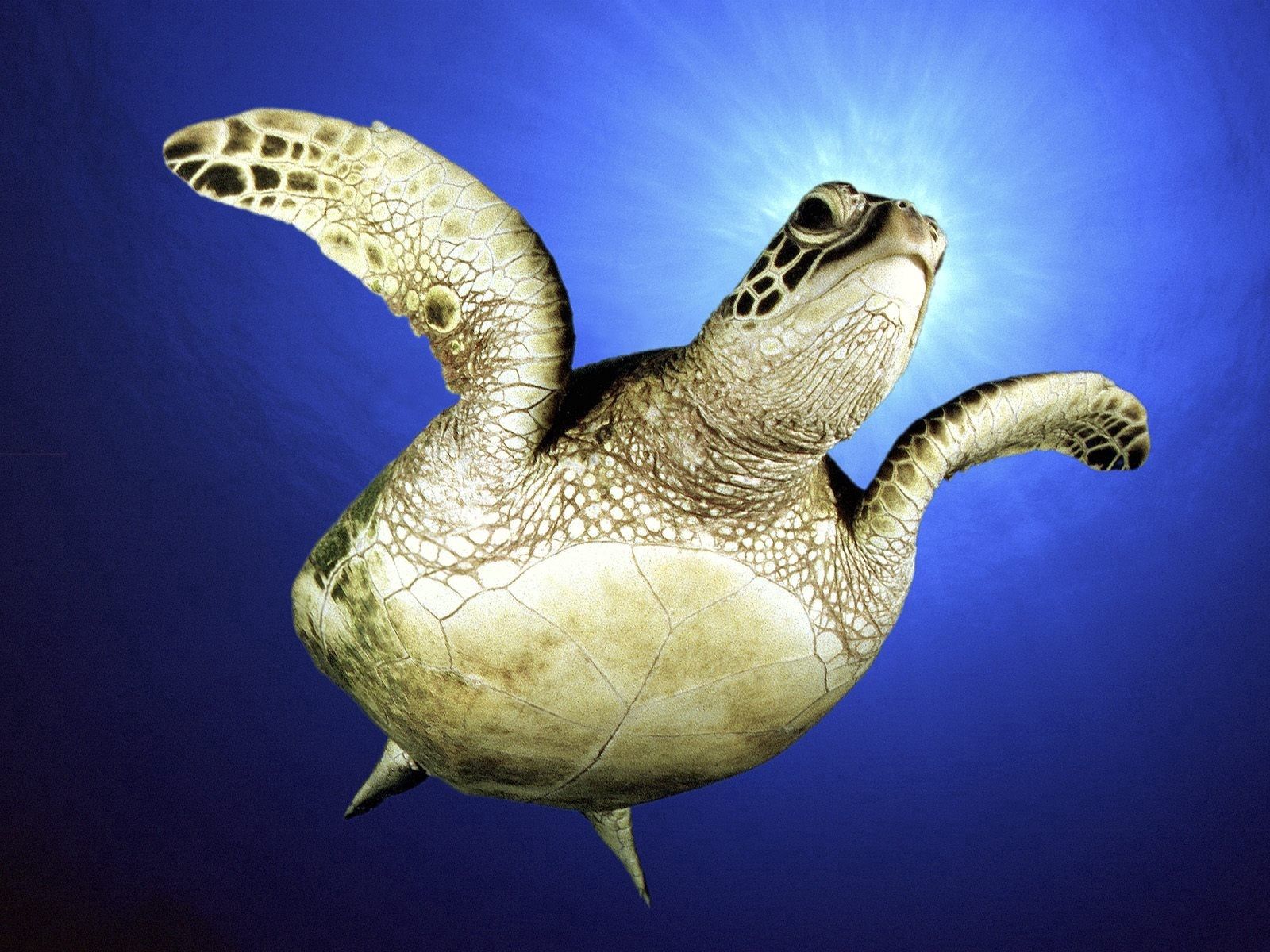 animals, sea, to swim, swim, paws, turtle cell phone wallpapers