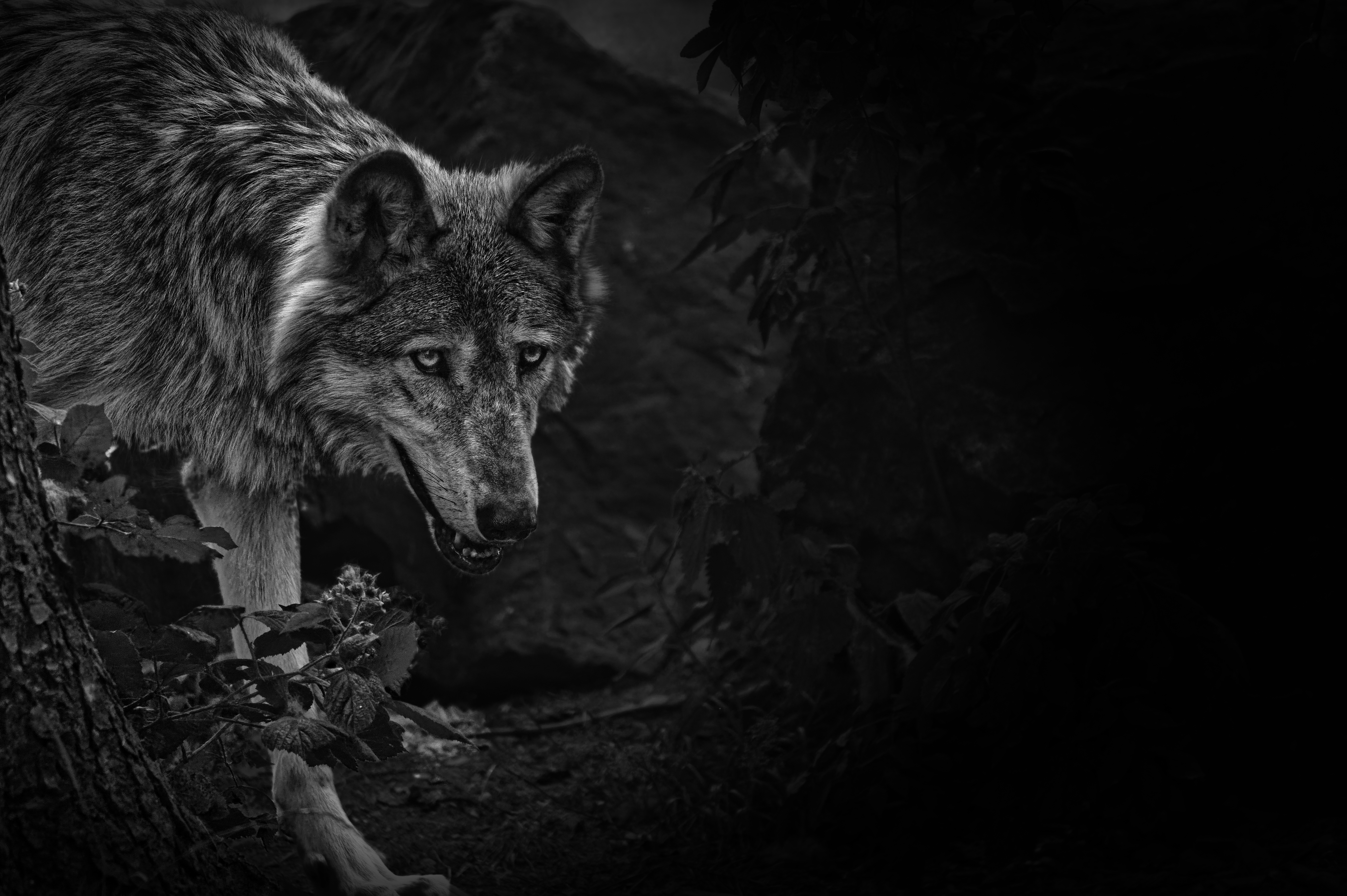 predator, beast, animals, bw Wolf HD Android Wallpapers