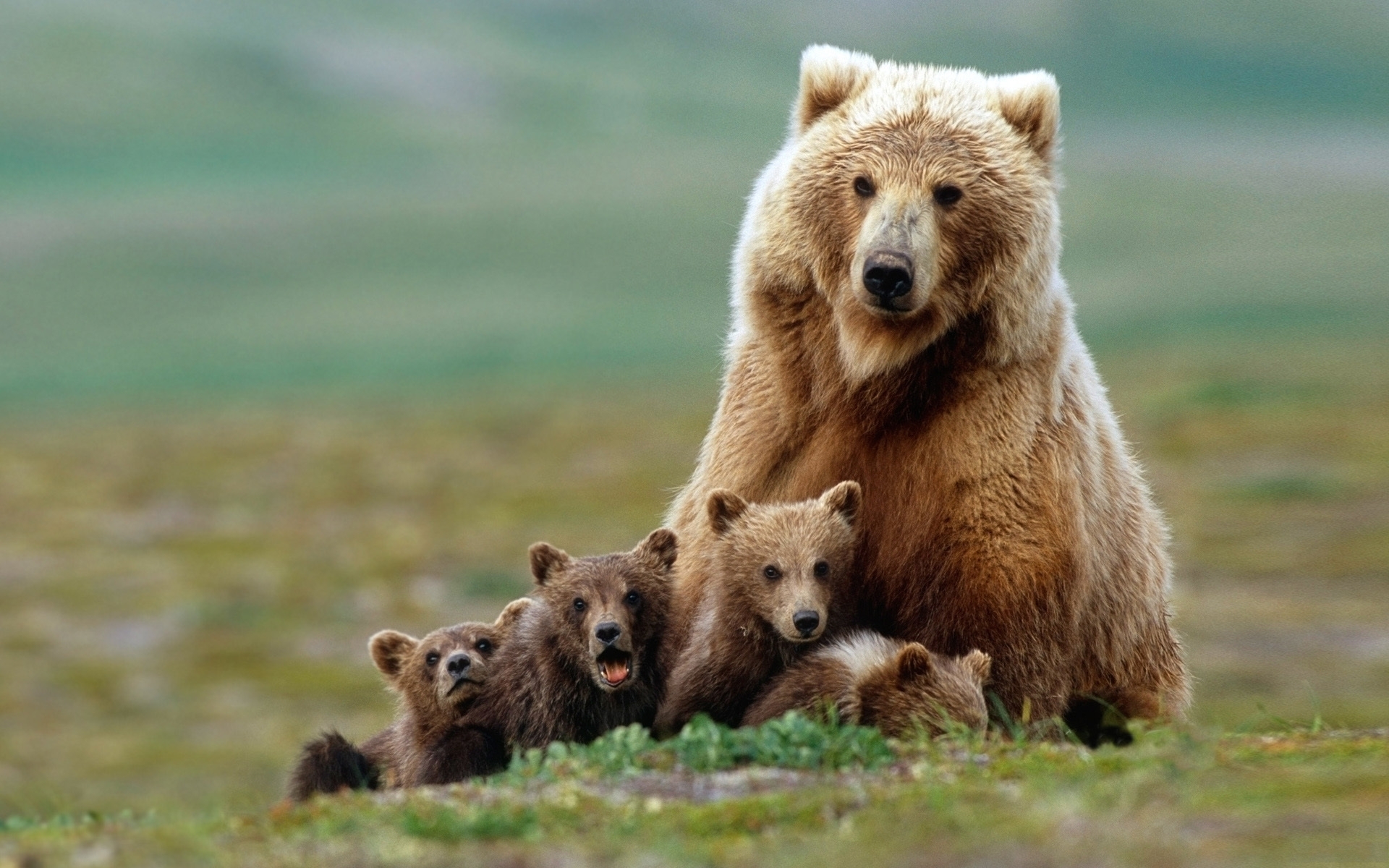 Handy-Wallpaper Bären, Tiere kostenlos herunterladen.