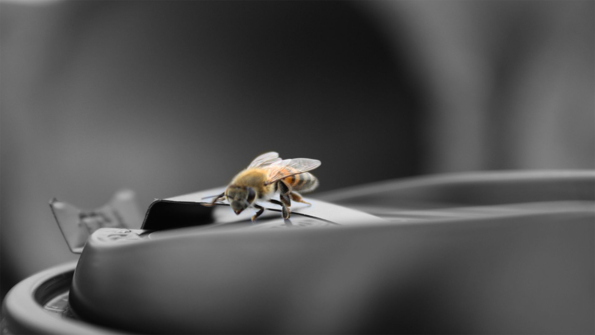 macro, surface, flight, bee Aesthetic wallpaper