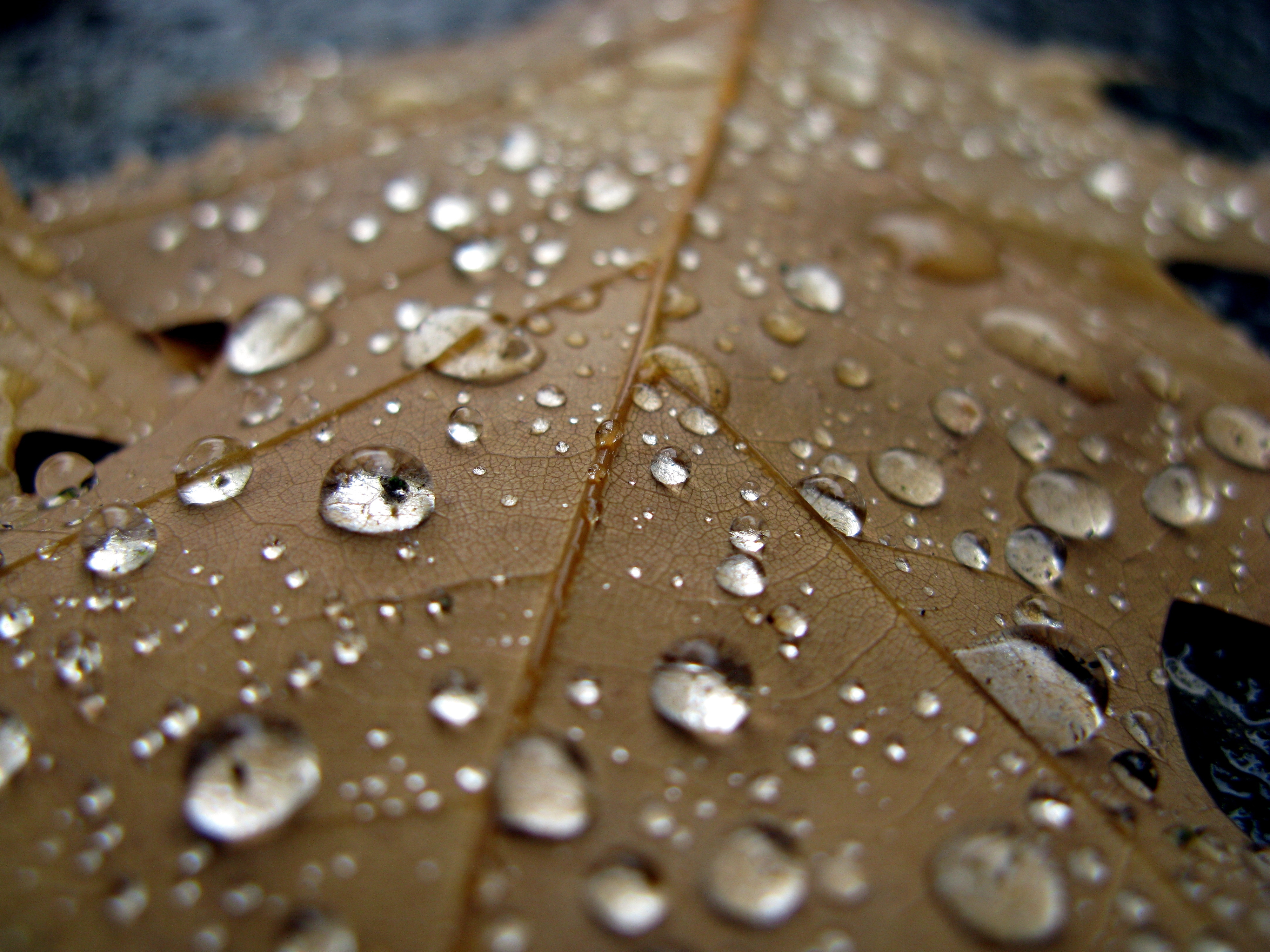 Wallpaper for mobile devices leaf, macro, brown, drop