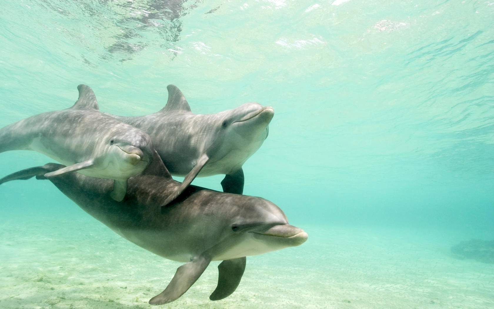 42328 Salvapantallas y fondos de pantalla Delfines en tu teléfono. Descarga imágenes de delfines, animales, verde gratis