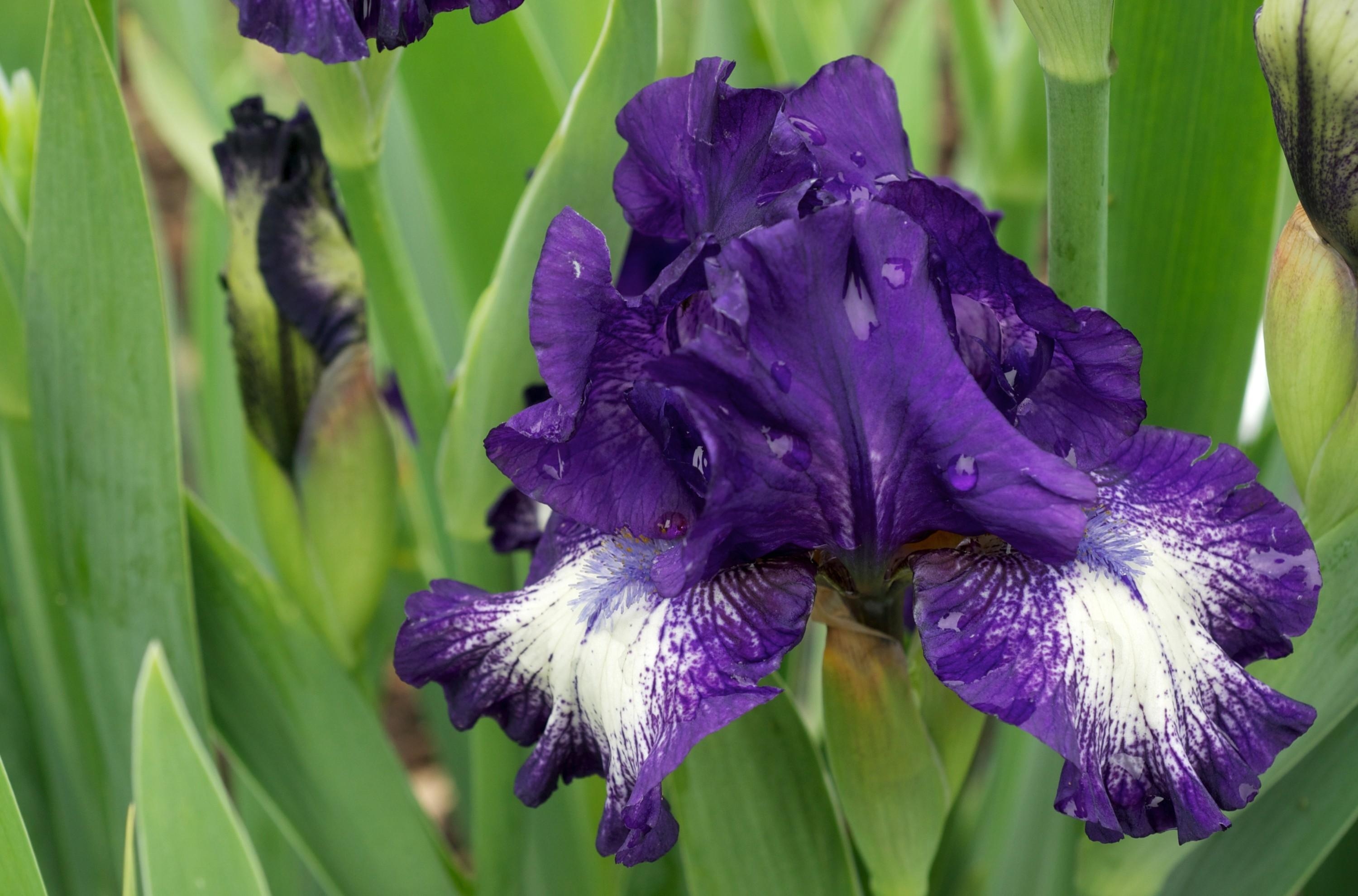 Laden Sie das Blumen, Drops, Blumenbeet, Frische, Schwertlilien, Irises-Bild kostenlos auf Ihren PC-Desktop herunter
