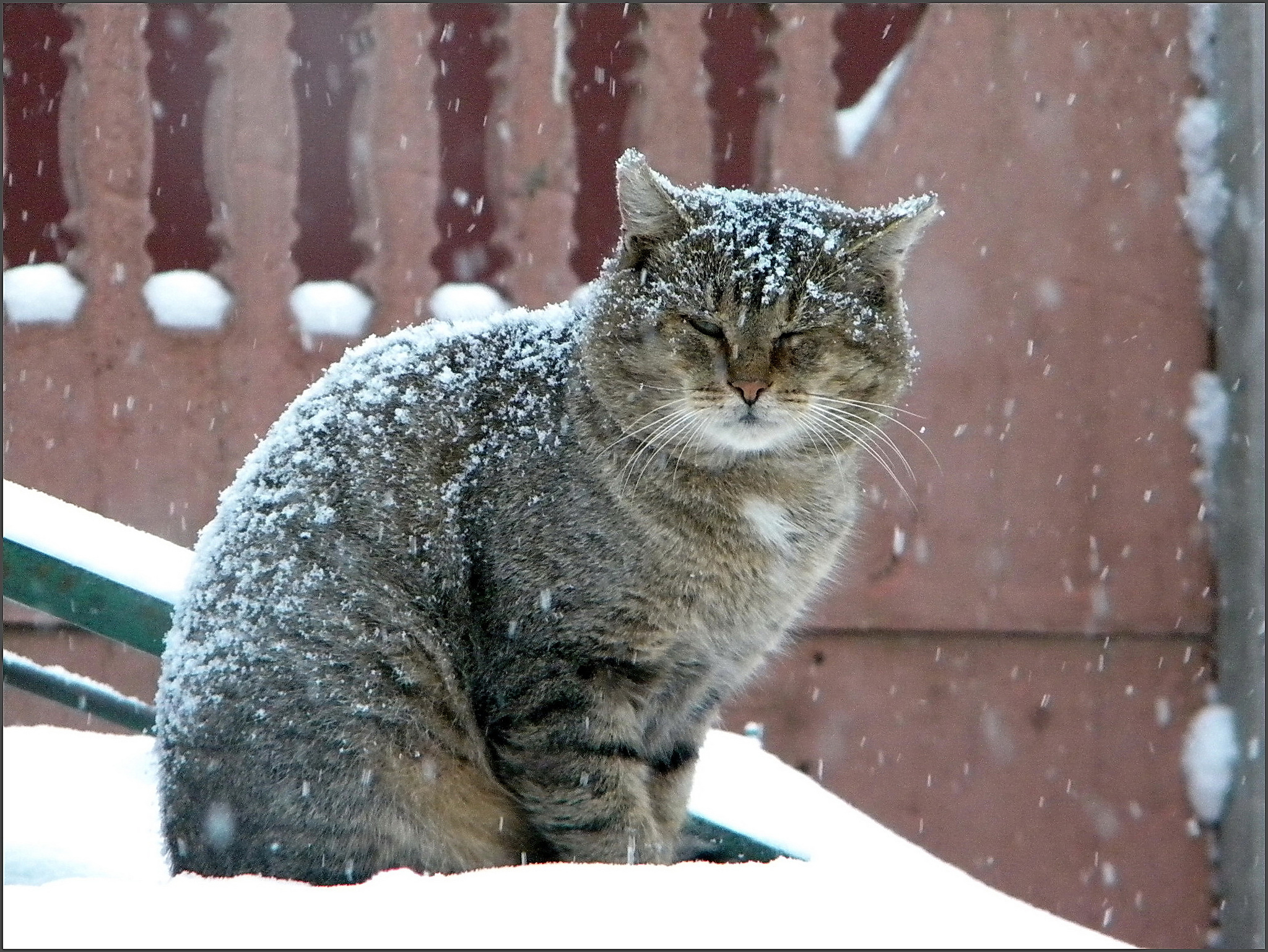 Кошки когда можно на улицу. Зимний кот. Кошки зимой. Снежный кот. Коты в снегу.