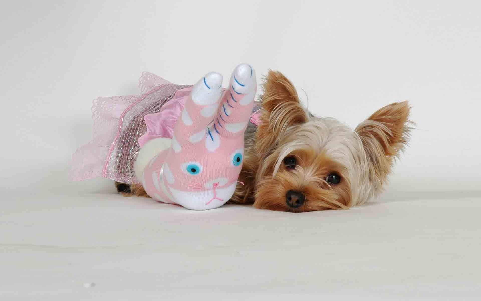 animals, toy, yorkshire terrier, fluffy HD Phone wallpaper