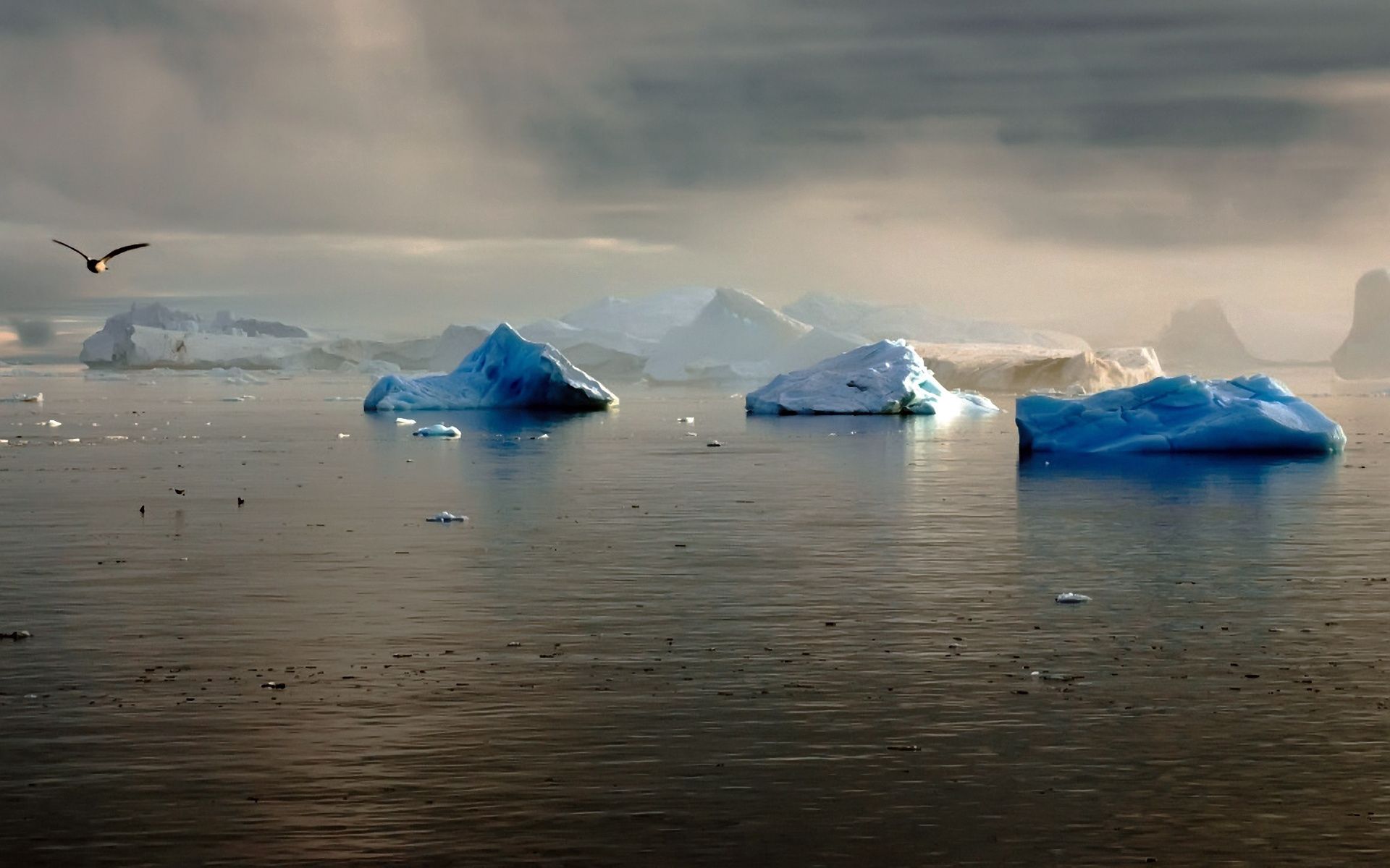 117633 Bildschirmschoner und Hintergrundbilder Antarktis auf Ihrem Telefon. Laden Sie vogel, natur, treiben, gletscher Bilder kostenlos herunter