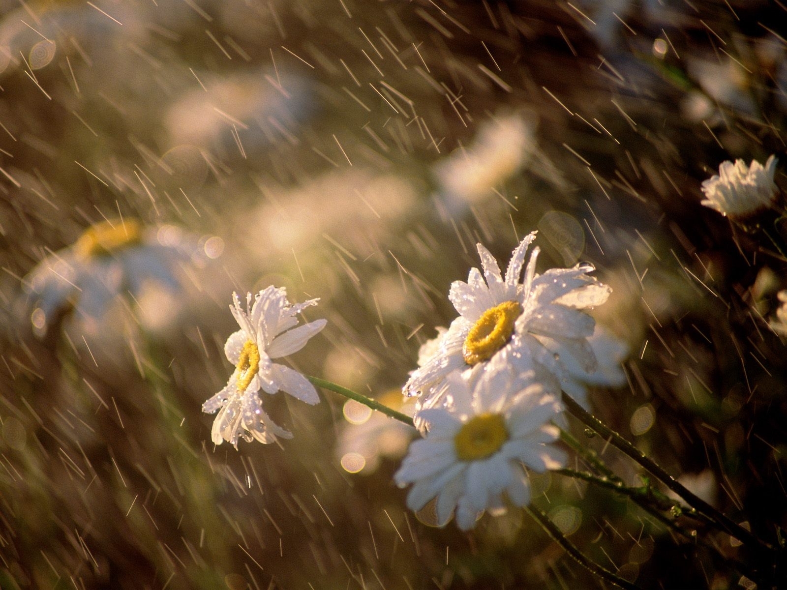 Laden Sie das Pflanzen, Blumen, Regen, Kamille-Bild kostenlos auf Ihren PC-Desktop herunter