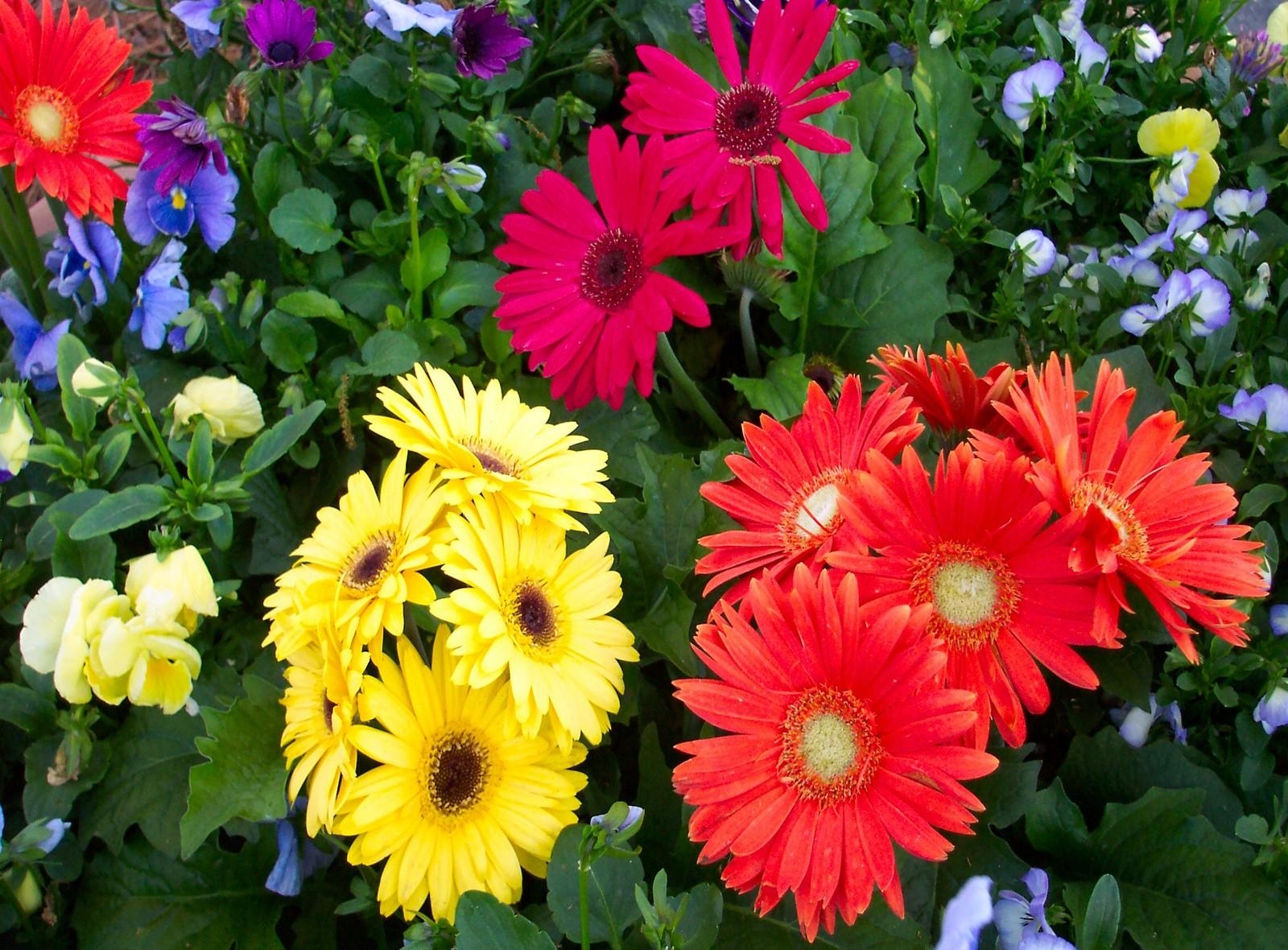 flowerbed, flowers, greens, gerberas Different Cellphone FHD pic