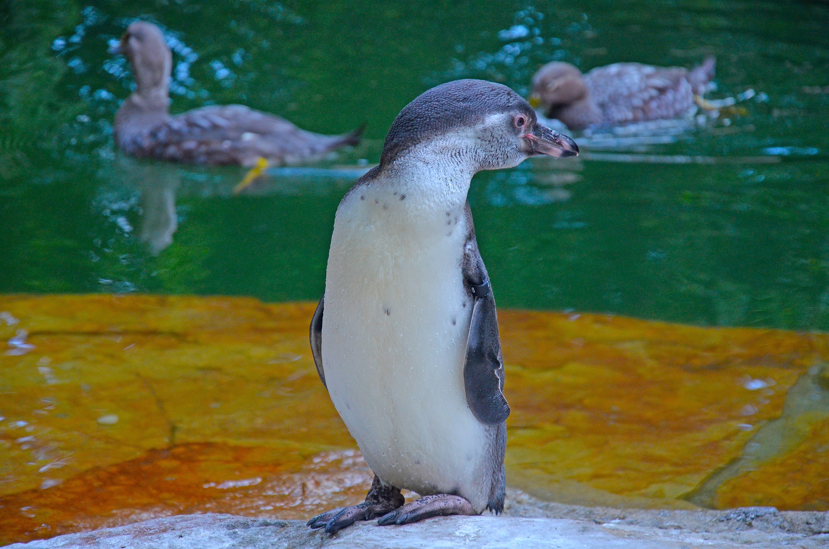150737 Hintergrundbilder und Zoo Bilder auf dem Desktop. Laden Sie pinguin, wasser, junge, vogel Bildschirmschoner kostenlos auf den PC herunter