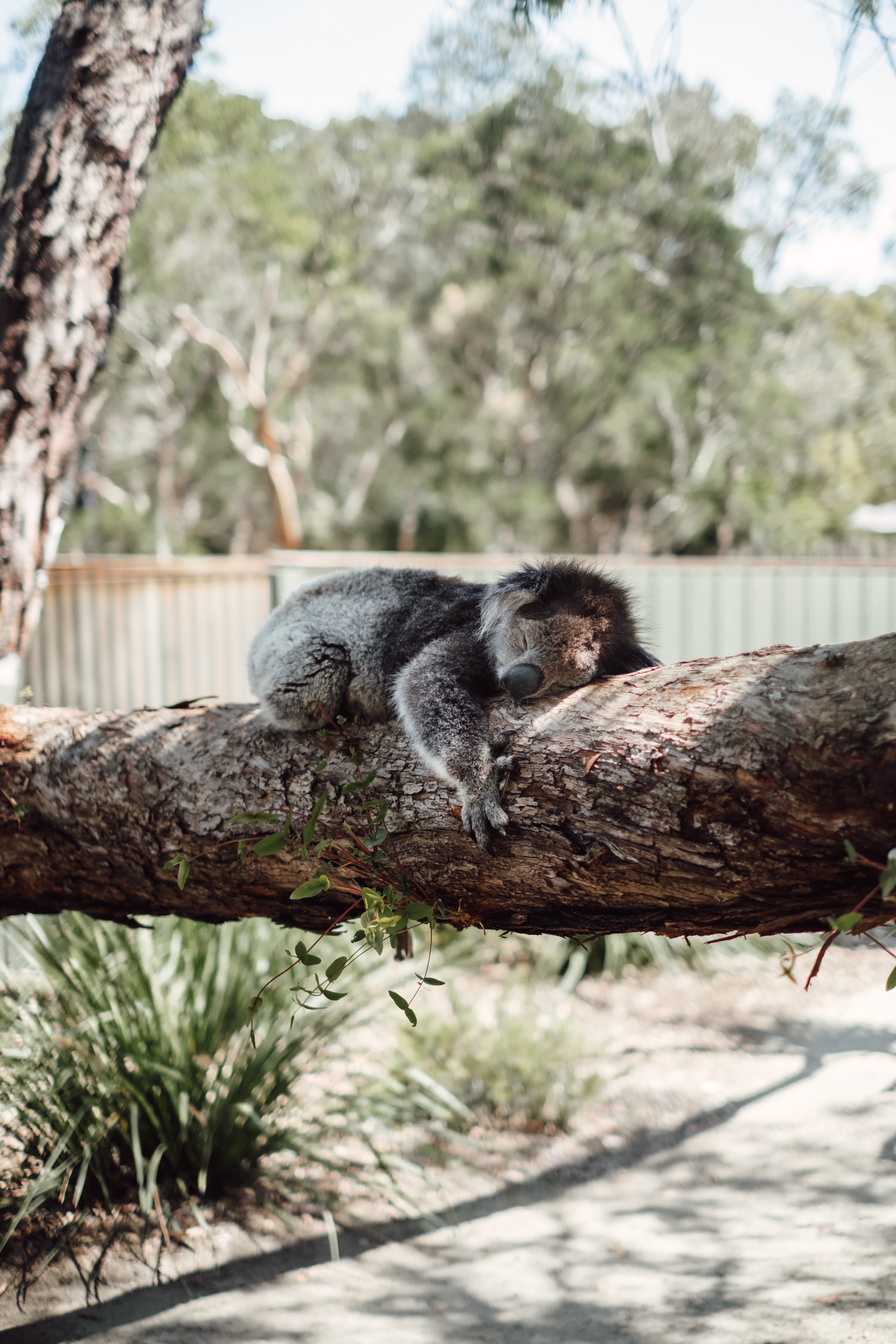 143926 Hintergrundbild herunterladen koala, tiere, holz, baum, tier, für, schlafend - Bildschirmschoner und Bilder kostenlos