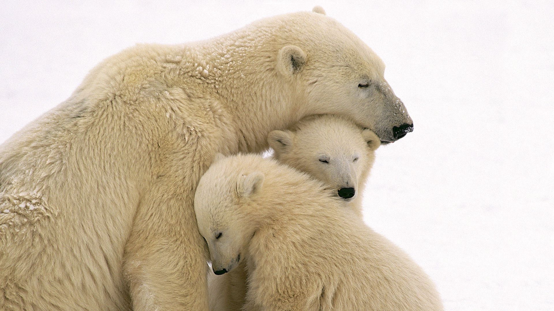 Mobile Wallpaper Family polar bears, animals, care, white bears