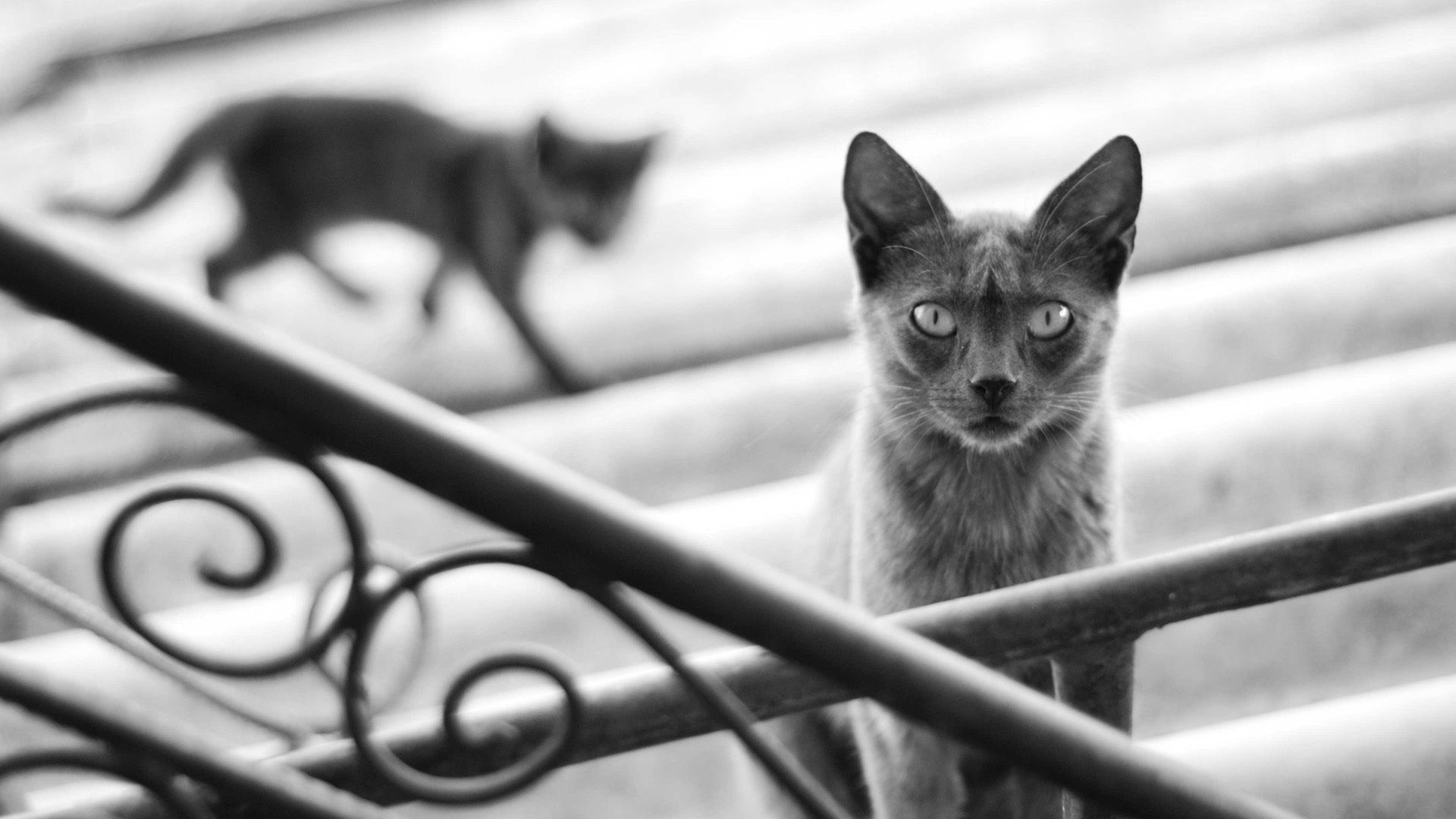 115029 Screensavers and Wallpapers Black And White for phone. Download animals, silhouette, cat, kitty, kitten, blur, smooth, shadow, grey, steps, railings, handrail, black and white pictures for free