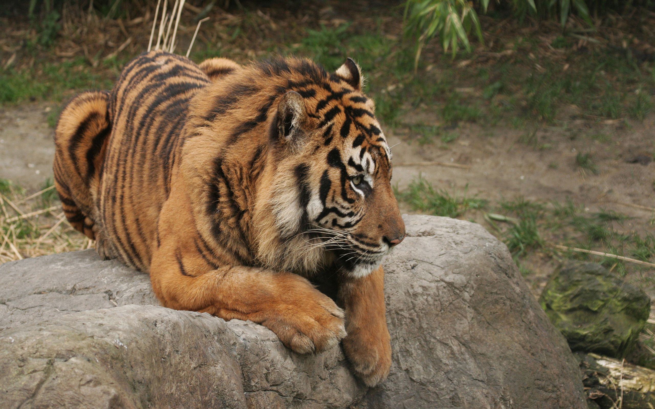 tiger, animals, rock, to lie down, lie, predator, big cat, stone mobile wallpaper