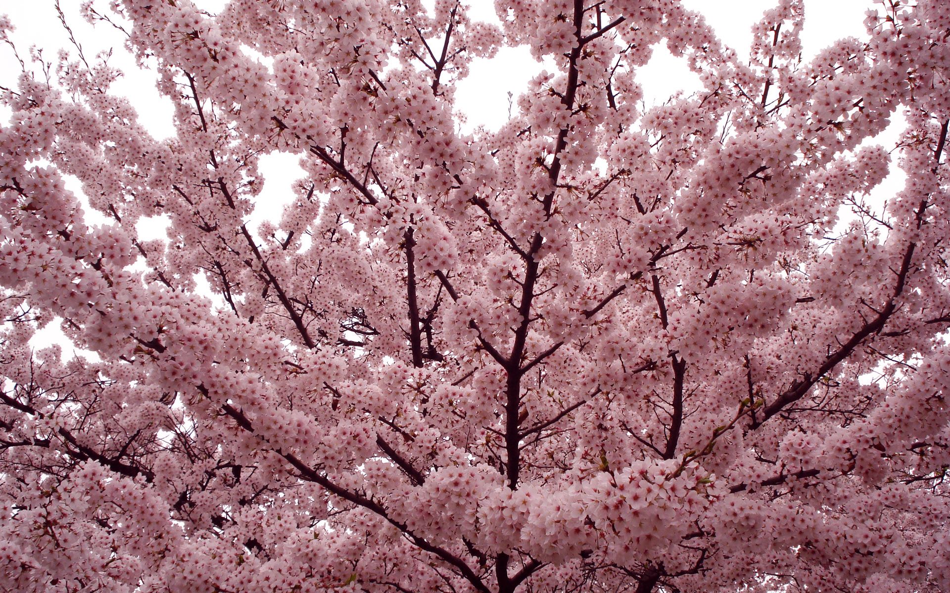 87452 скачать обои весна, цветы, дерево, ветки, цветение, настроение - заставки и картинки бесплатно