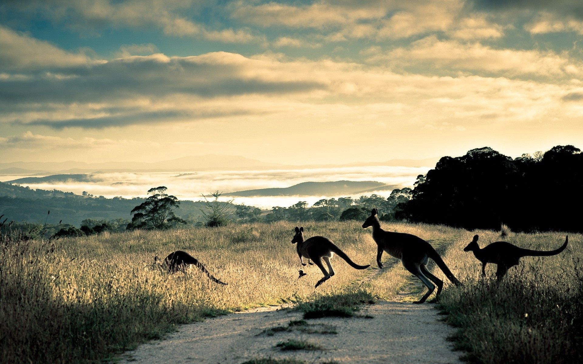 104744 Hintergrundbild herunterladen tiere, grass, kangaroo, pfad, springen, weg - Bildschirmschoner und Bilder kostenlos