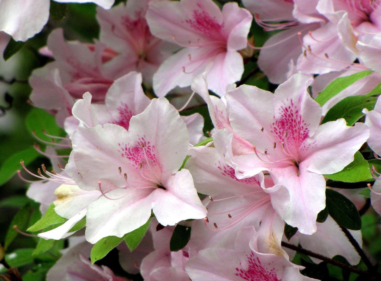 bloom, flowers, close-up, flowering, stamens, azalea 1080p