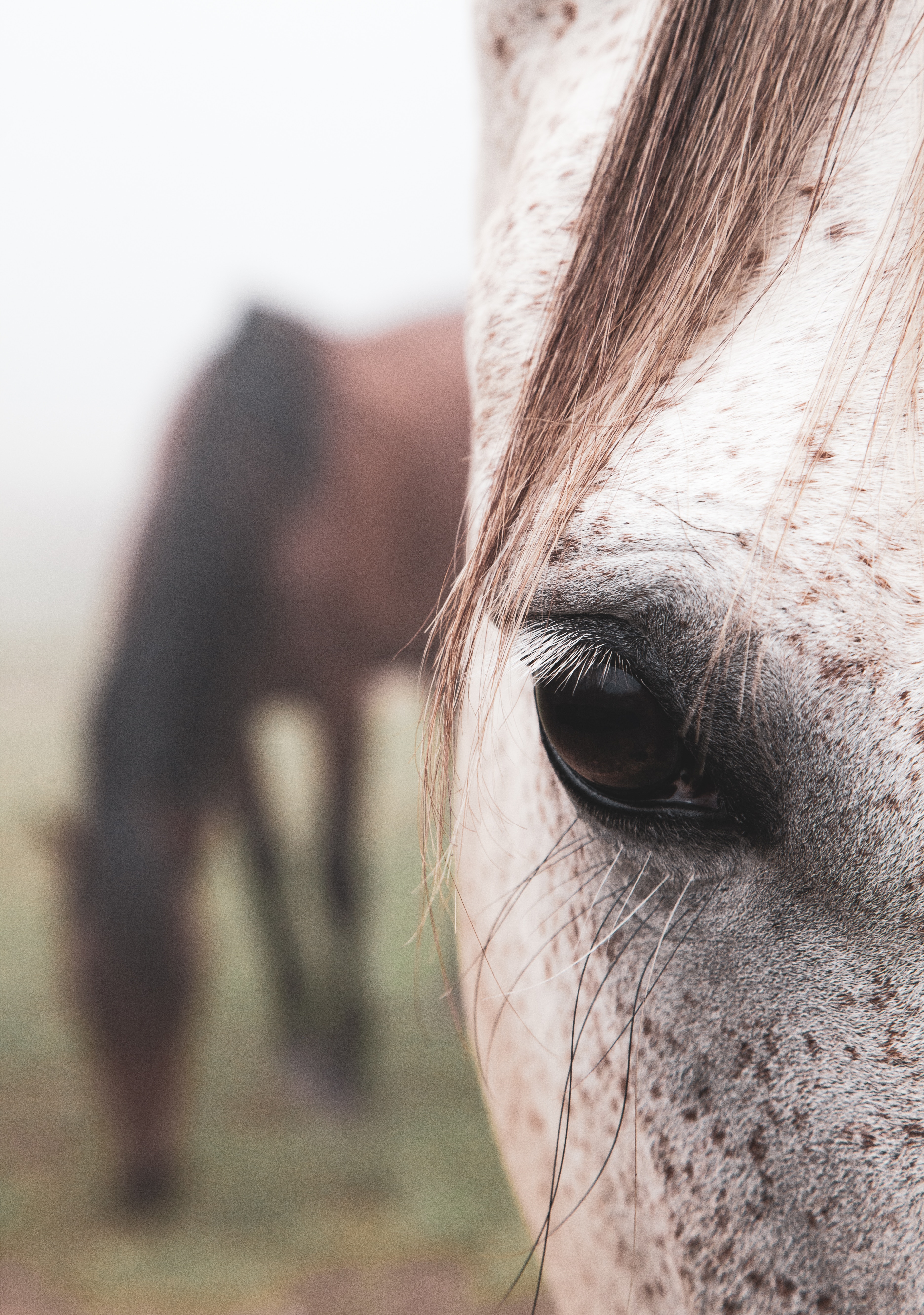 Desktop Backgrounds Hair eye, horse, animals