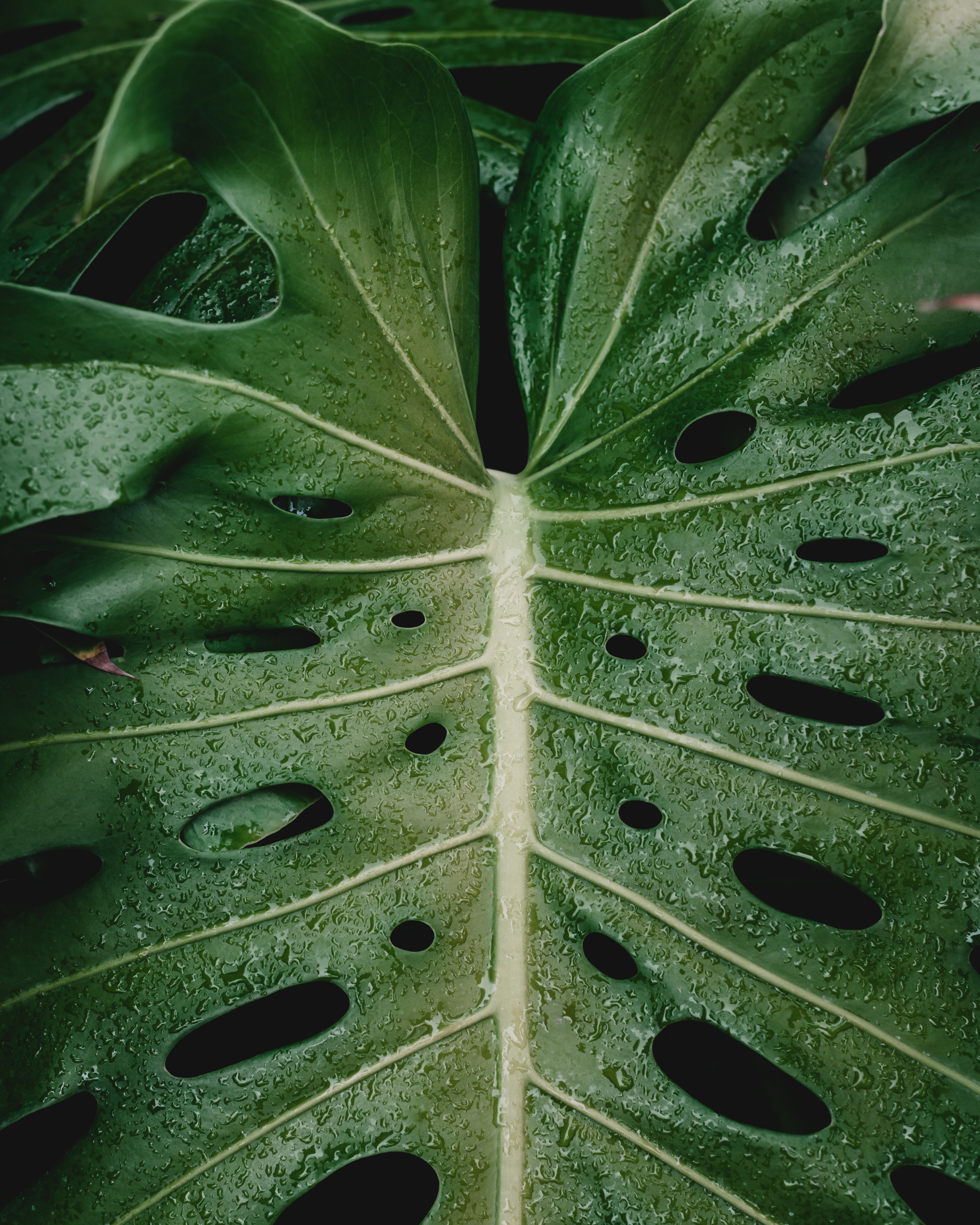 drops, plant, macro, sheet, leaf, moisture Full HD