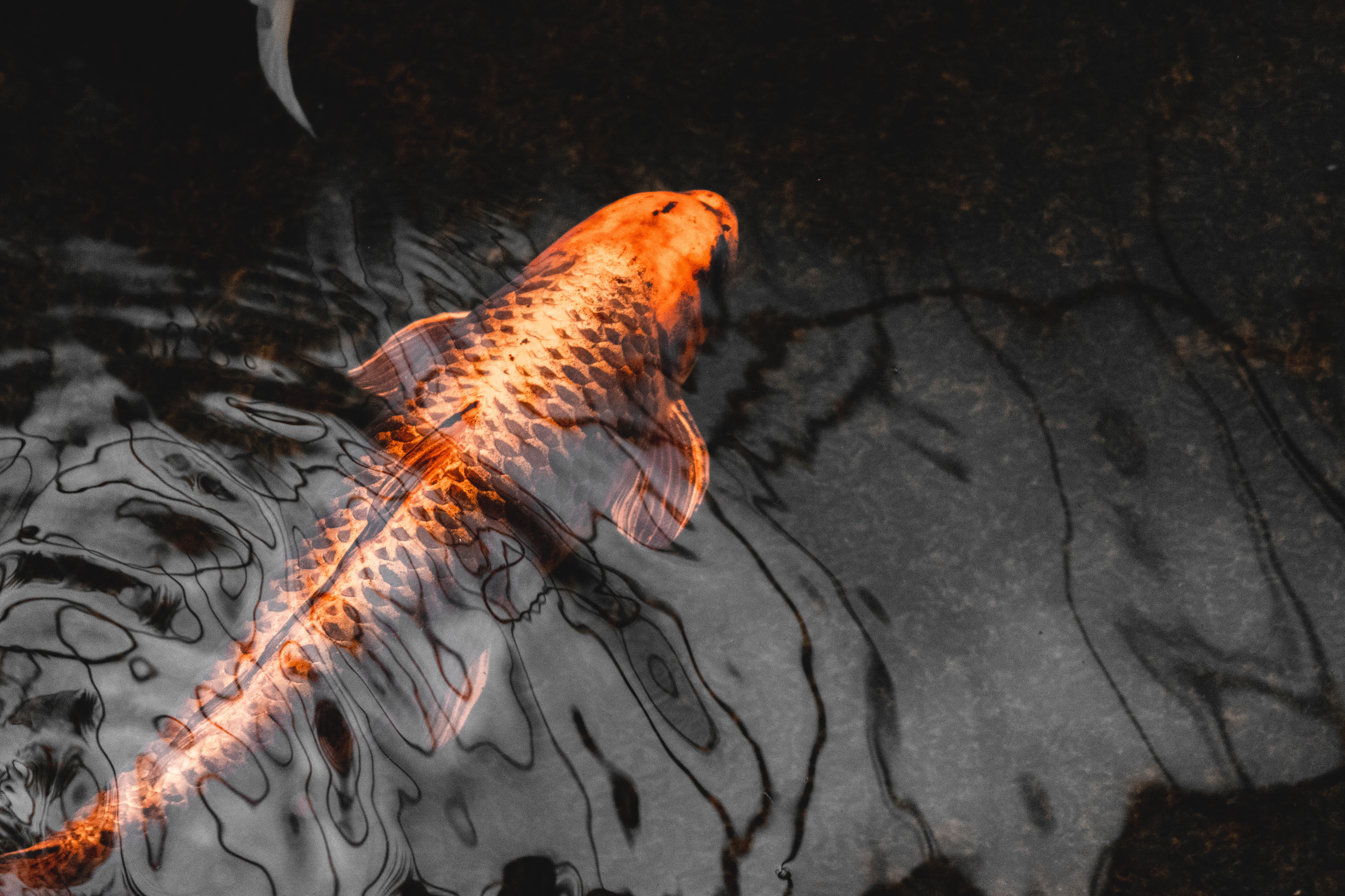 Best Carp wallpapers for phone screen