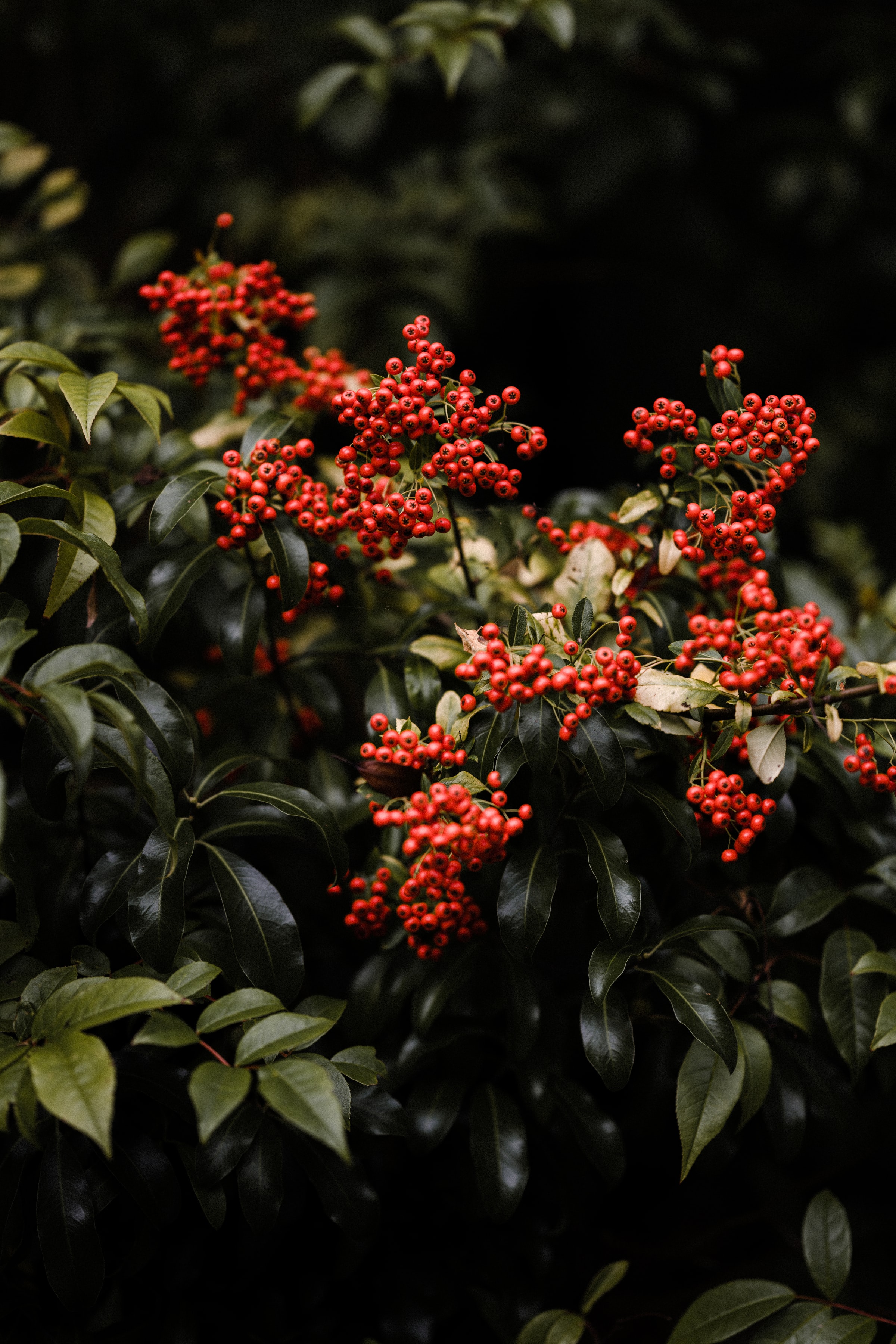 leaves, nature, bush, red, berry 1080p
