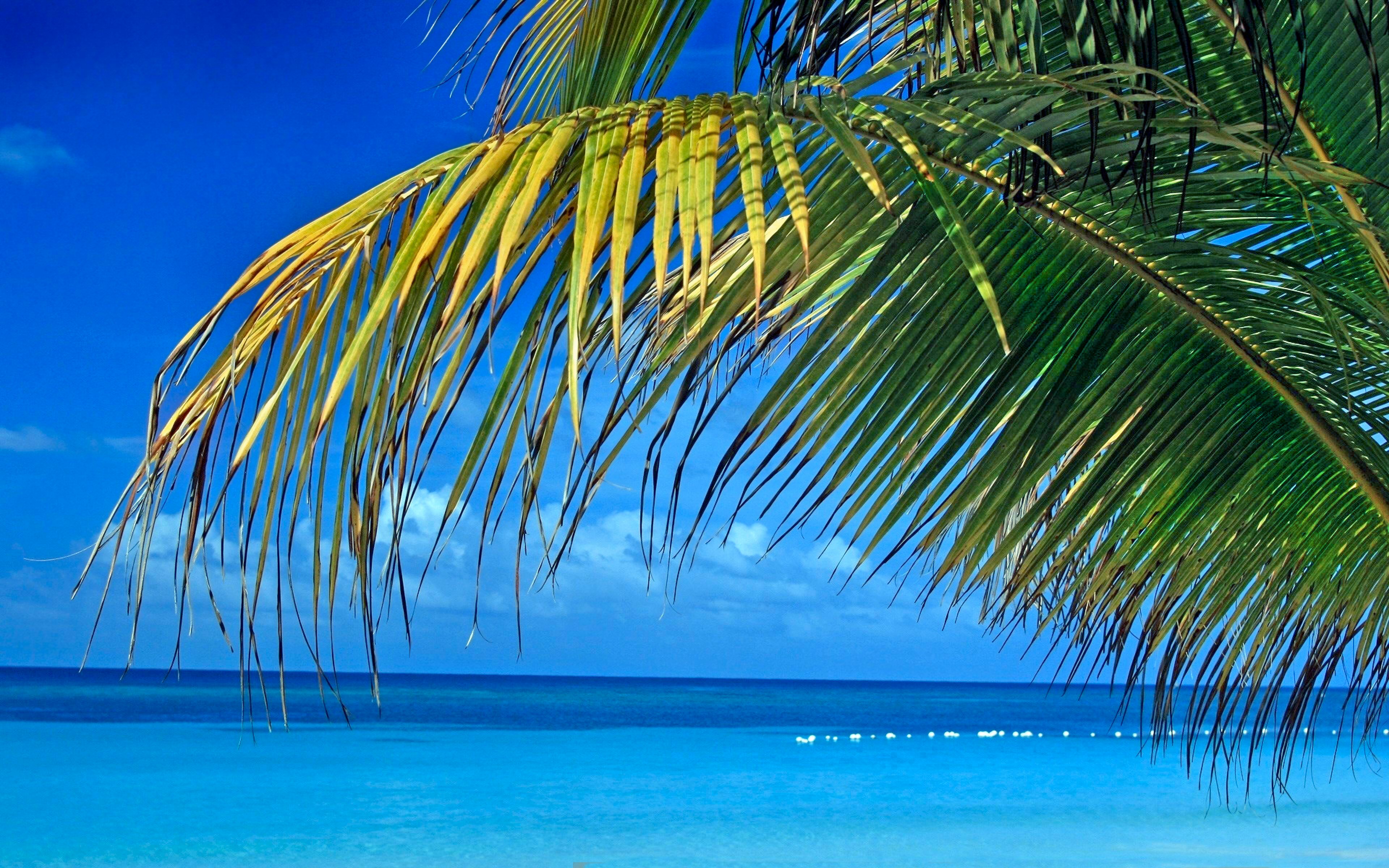 palm tree, sky, summer, turquoise Ultra HD, Free 4K, 32K