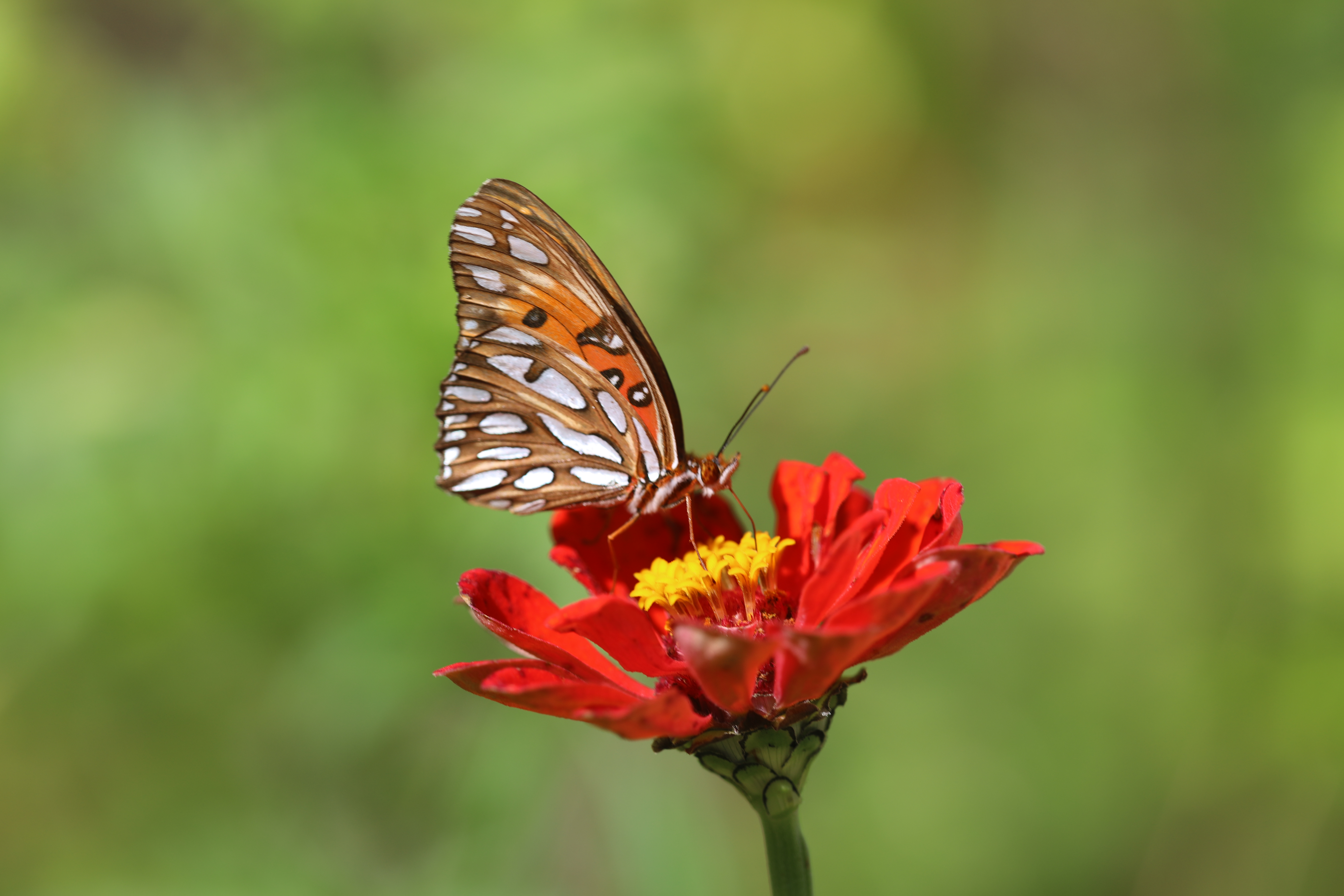 59814 скачать обои насекомое, цветок, макро, коричневый, бабочка - заставки и картинки бесплатно