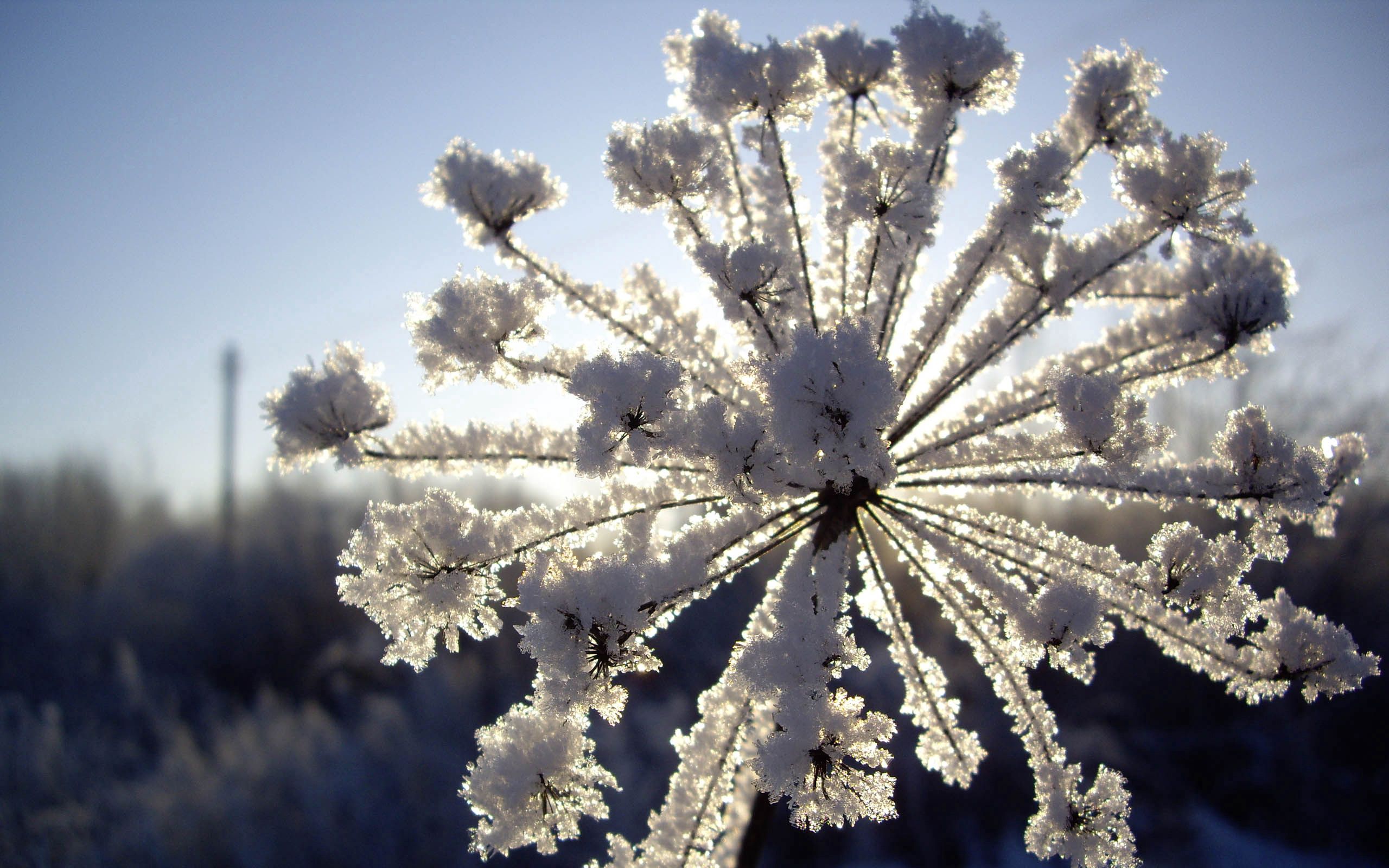 106541 Hintergrundbild herunterladen frost, winter, natur, schnee, rauhreif, dill - Bildschirmschoner und Bilder kostenlos