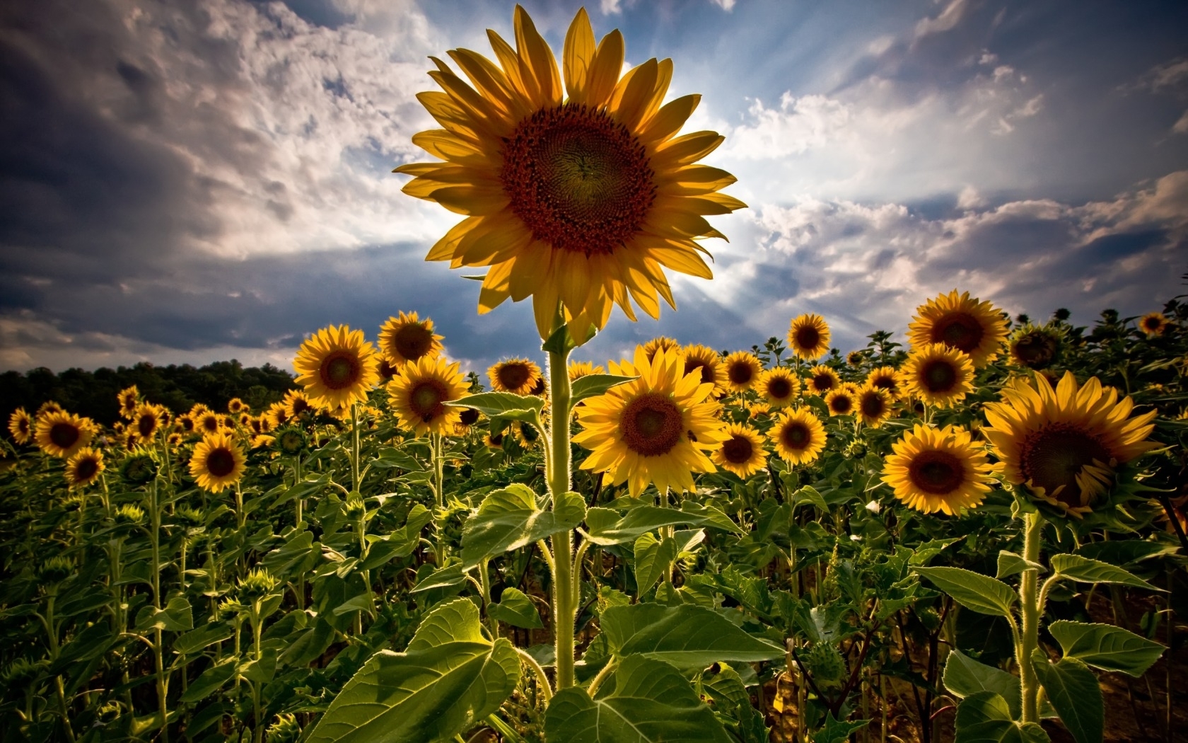 Laden Sie das Pflanzen, Sonnenblumen, Sky-Bild kostenlos auf Ihren PC-Desktop herunter