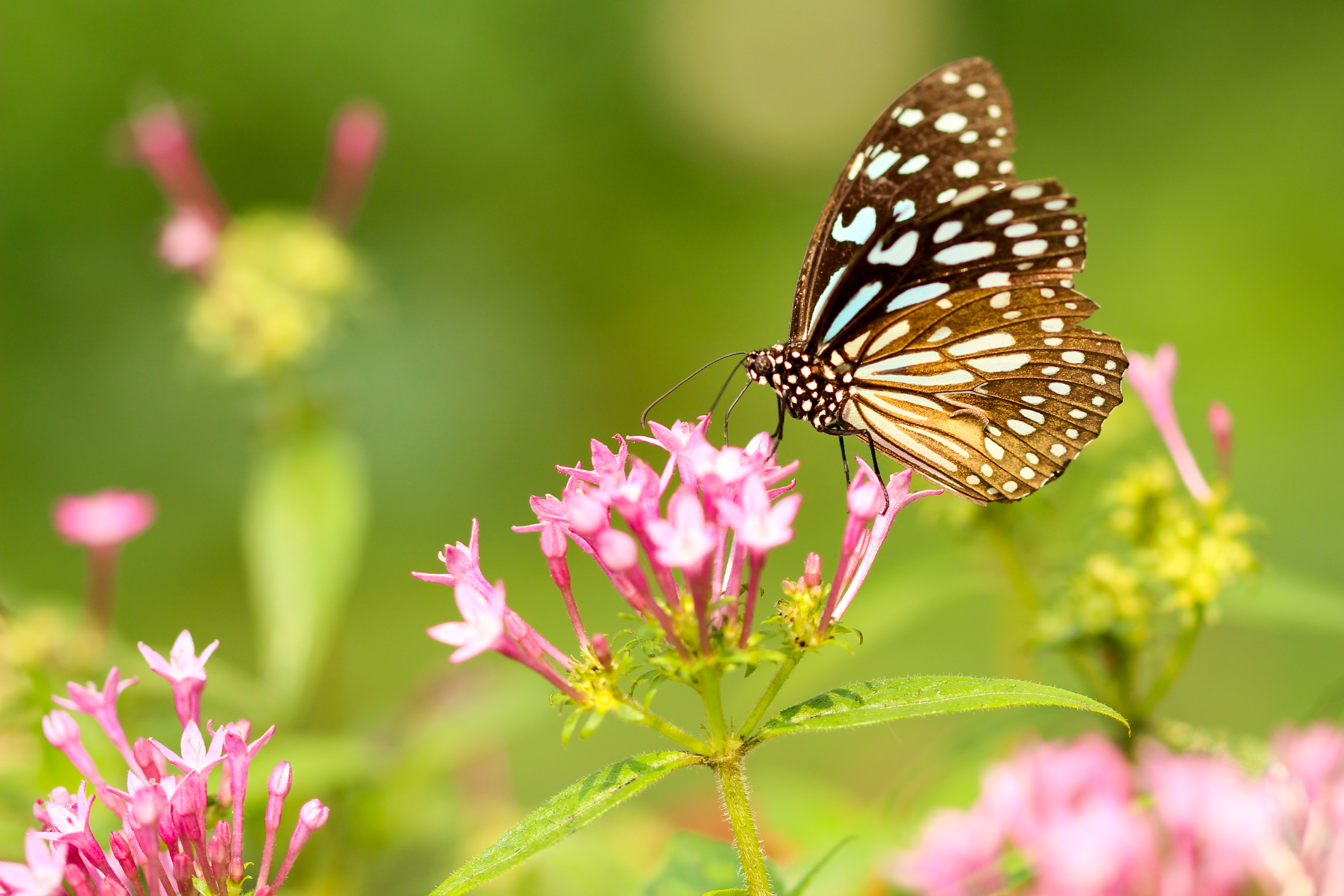 Laden Sie das Patterns, Blumen, Makro, Schmetterling, Flügel-Bild kostenlos auf Ihren PC-Desktop herunter