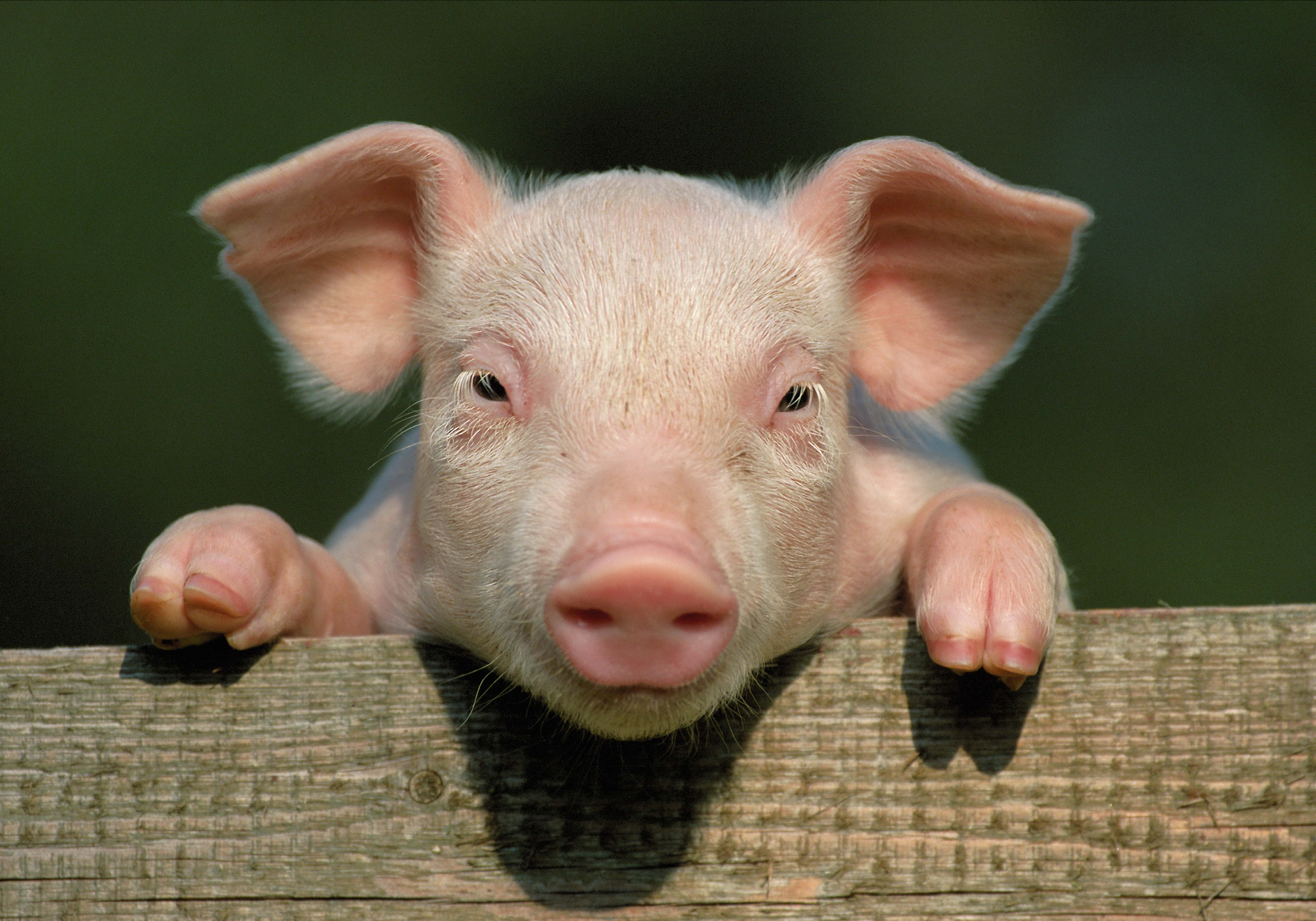 136179 Screensavers and Wallpapers Face for phone. Download animals, close-up, face, pig, hooves, hoof, piglet, out of town, suburb pictures for free