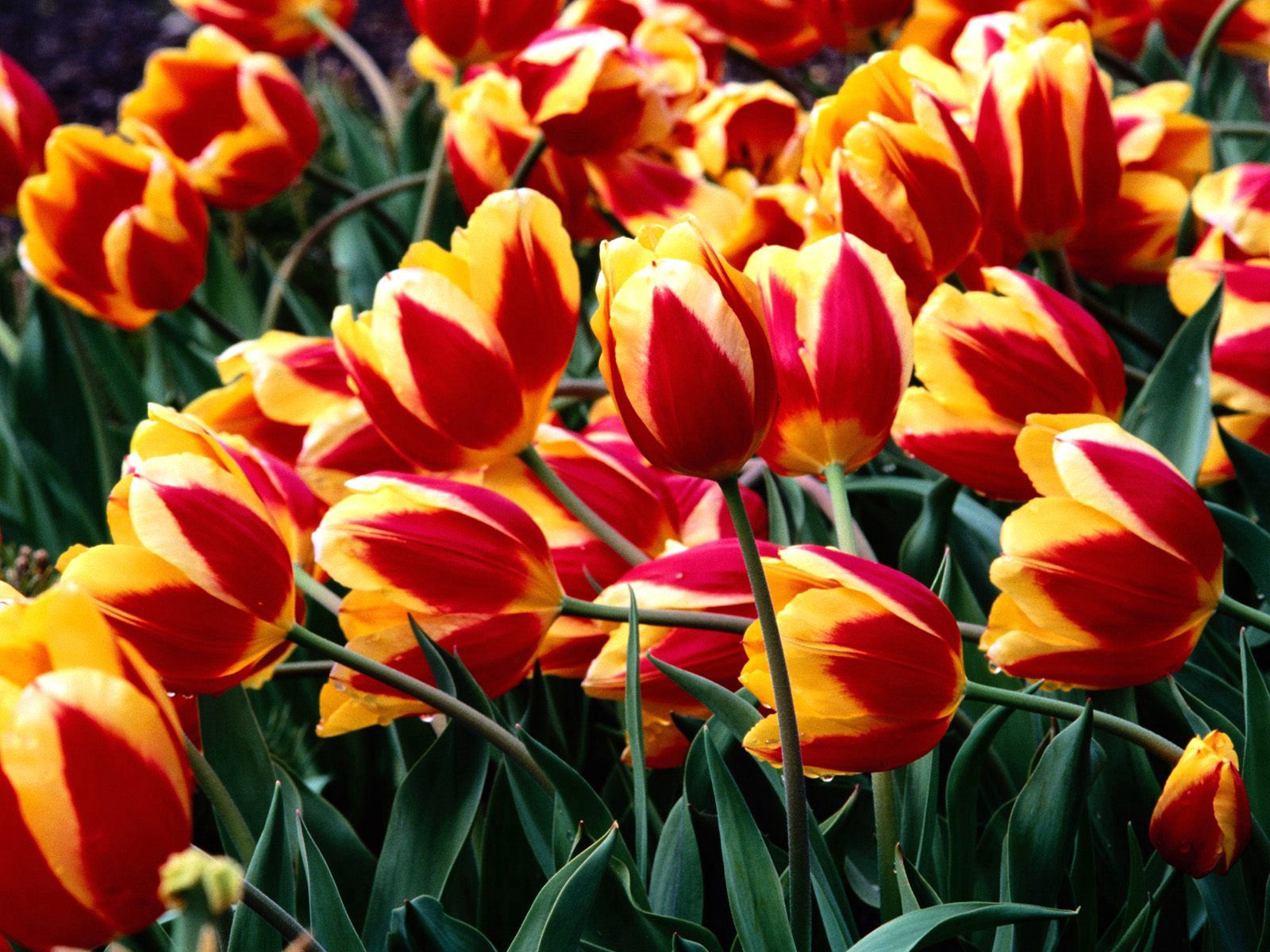 flowers, tulips, drops, greens, flower bed, flowerbed, freshness, variegated, mottled