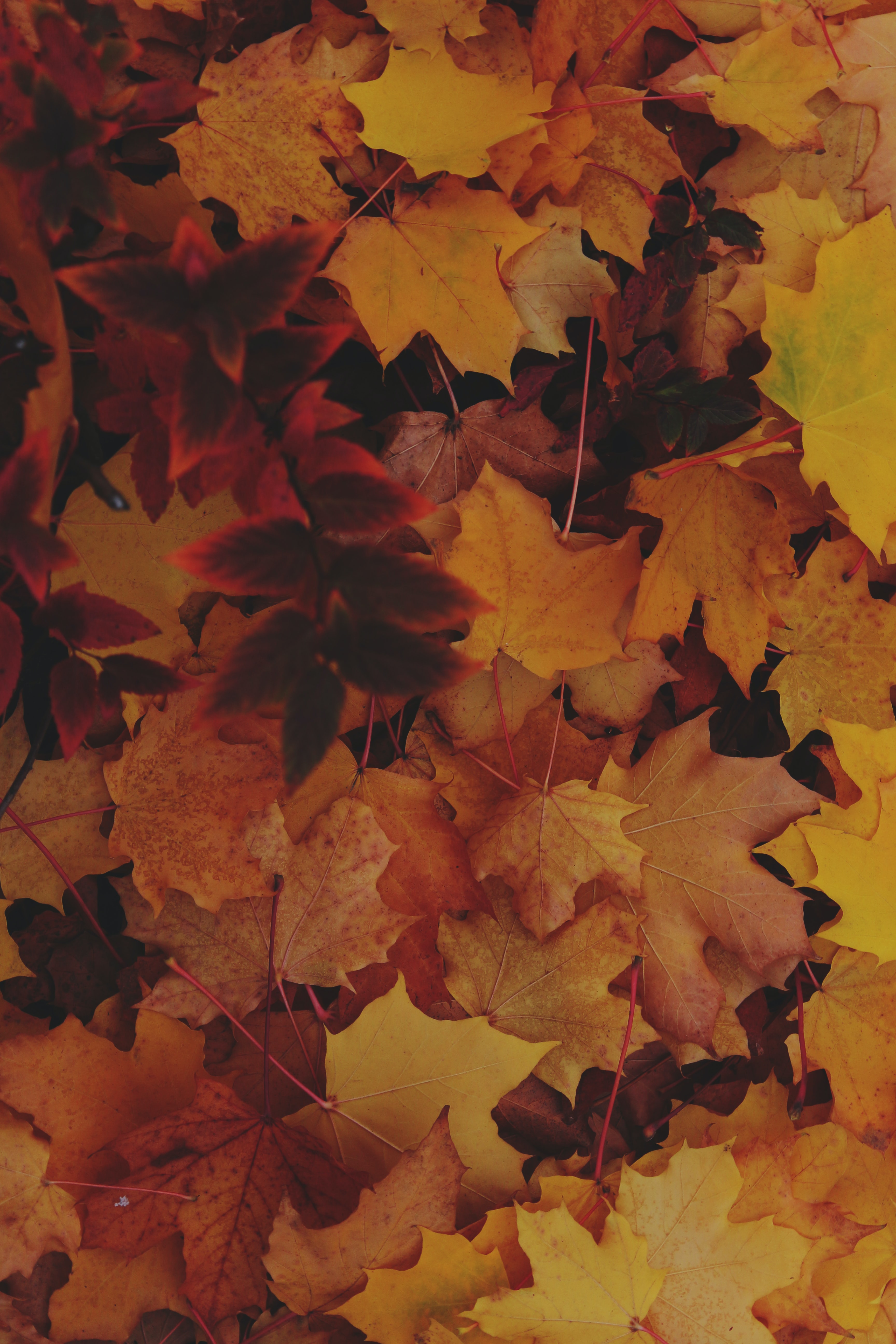87849 скачать обои опавшая листва, макро, осень, листья, желтый - заставки и картинки бесплатно