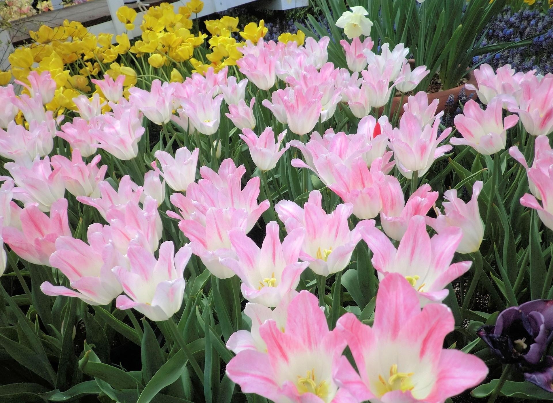 136813 économiseurs d'écran et fonds d'écran Tulipes sur votre téléphone. Téléchargez parterre, parterre de fleurs, légumes verts, verdure images gratuitement